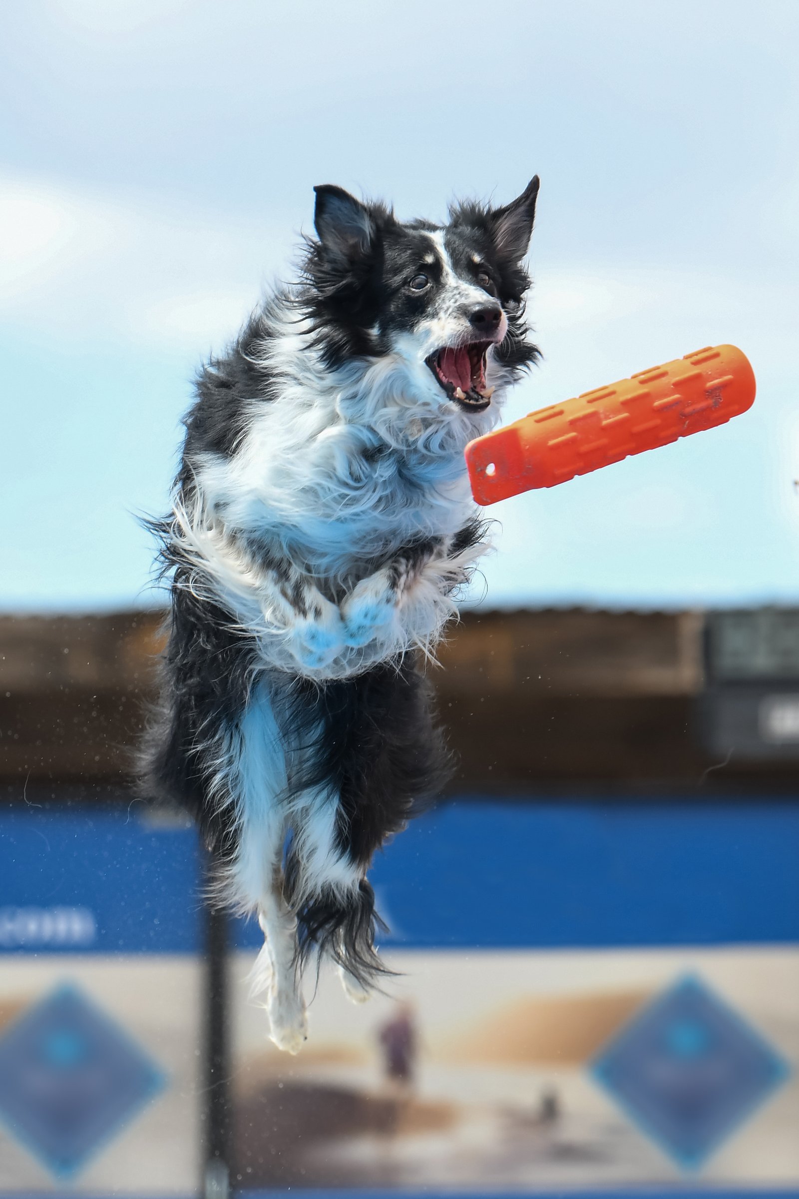 Border collie apport víz dock jumping
