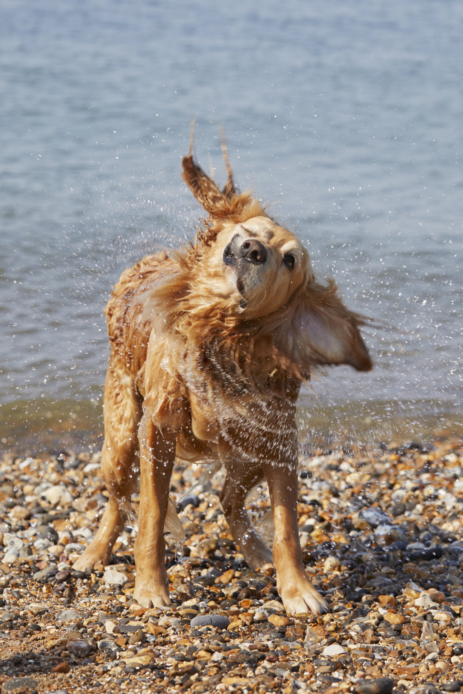 Golden Retriever víz rázás fürdés