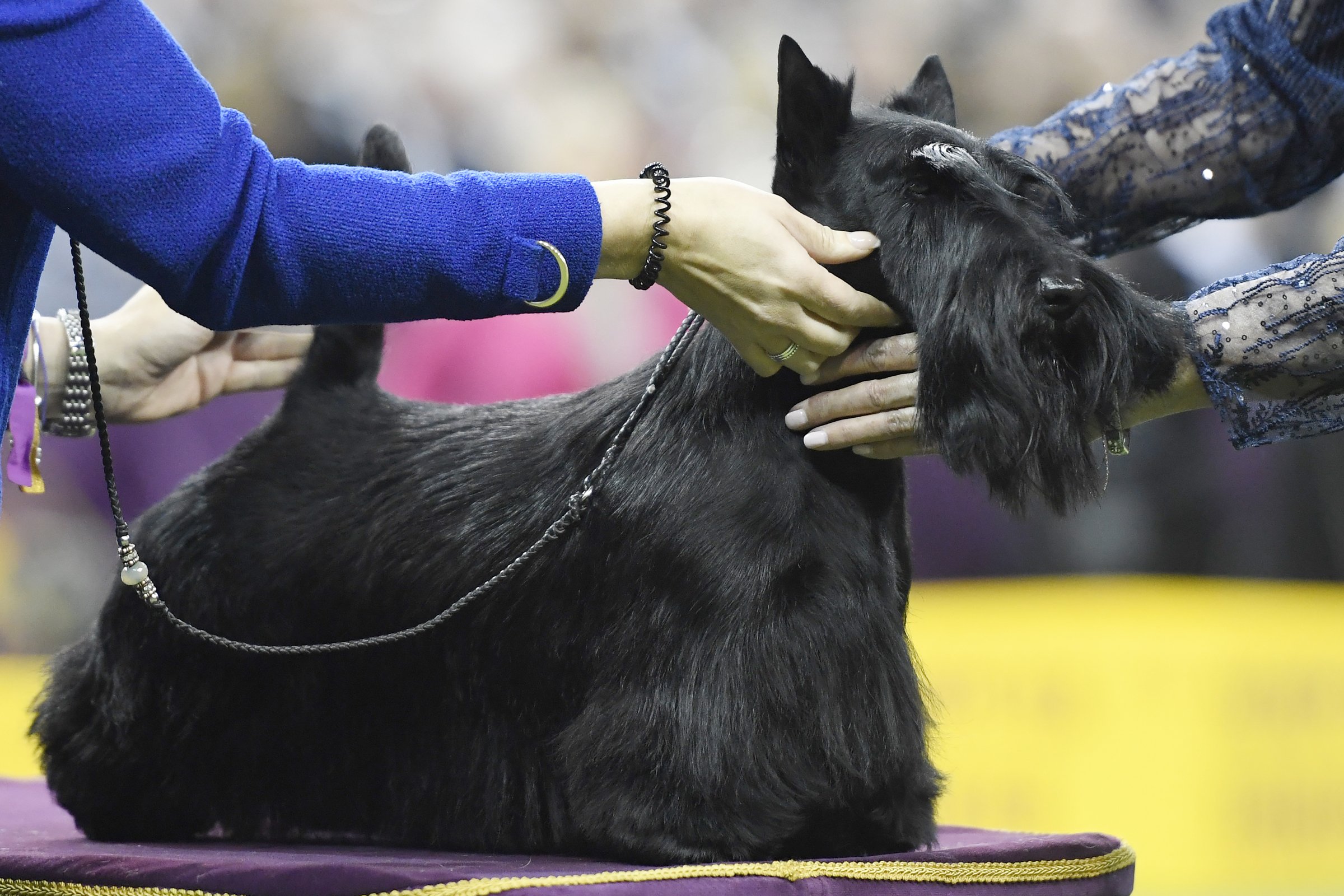 skót terrier kiállítás