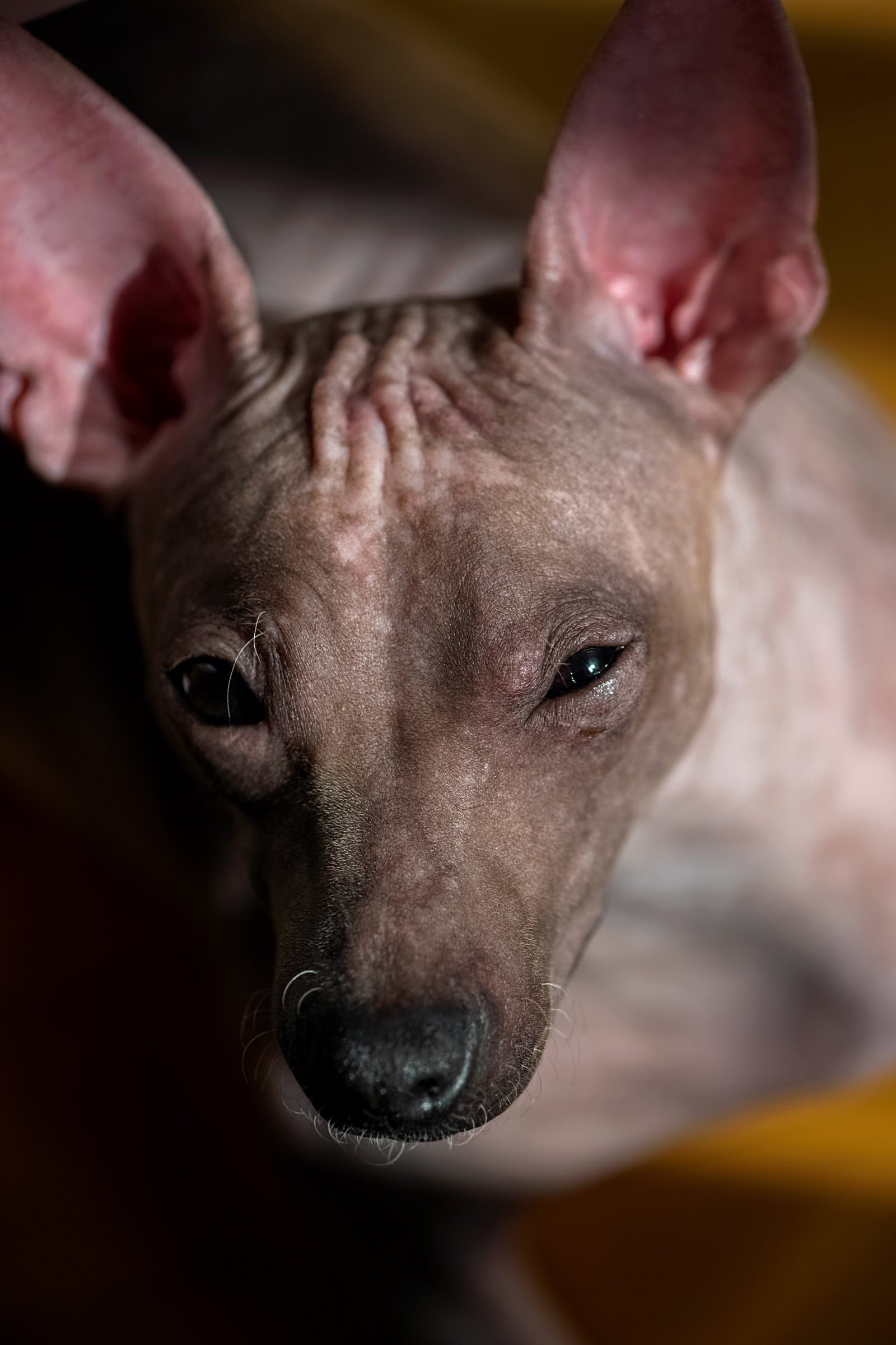 amerikai meztelen terrier