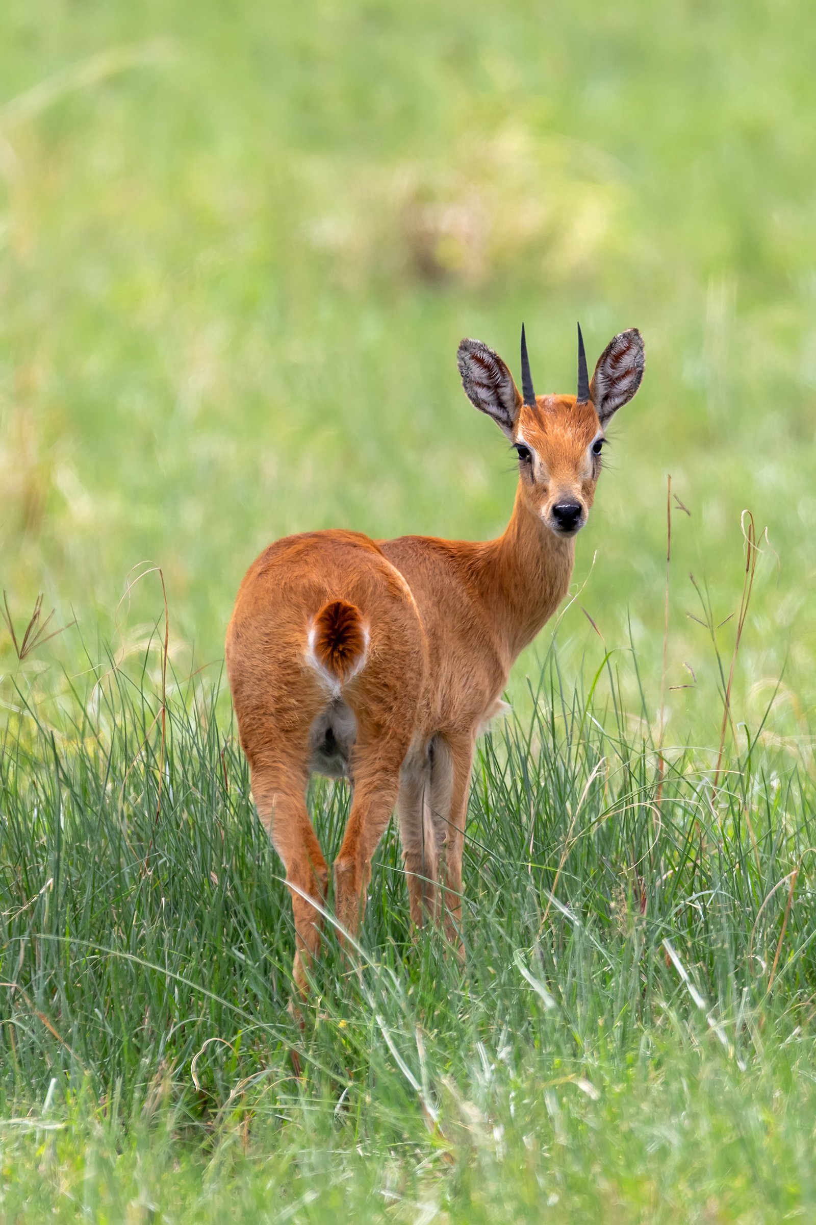 Oribi antilop afrika