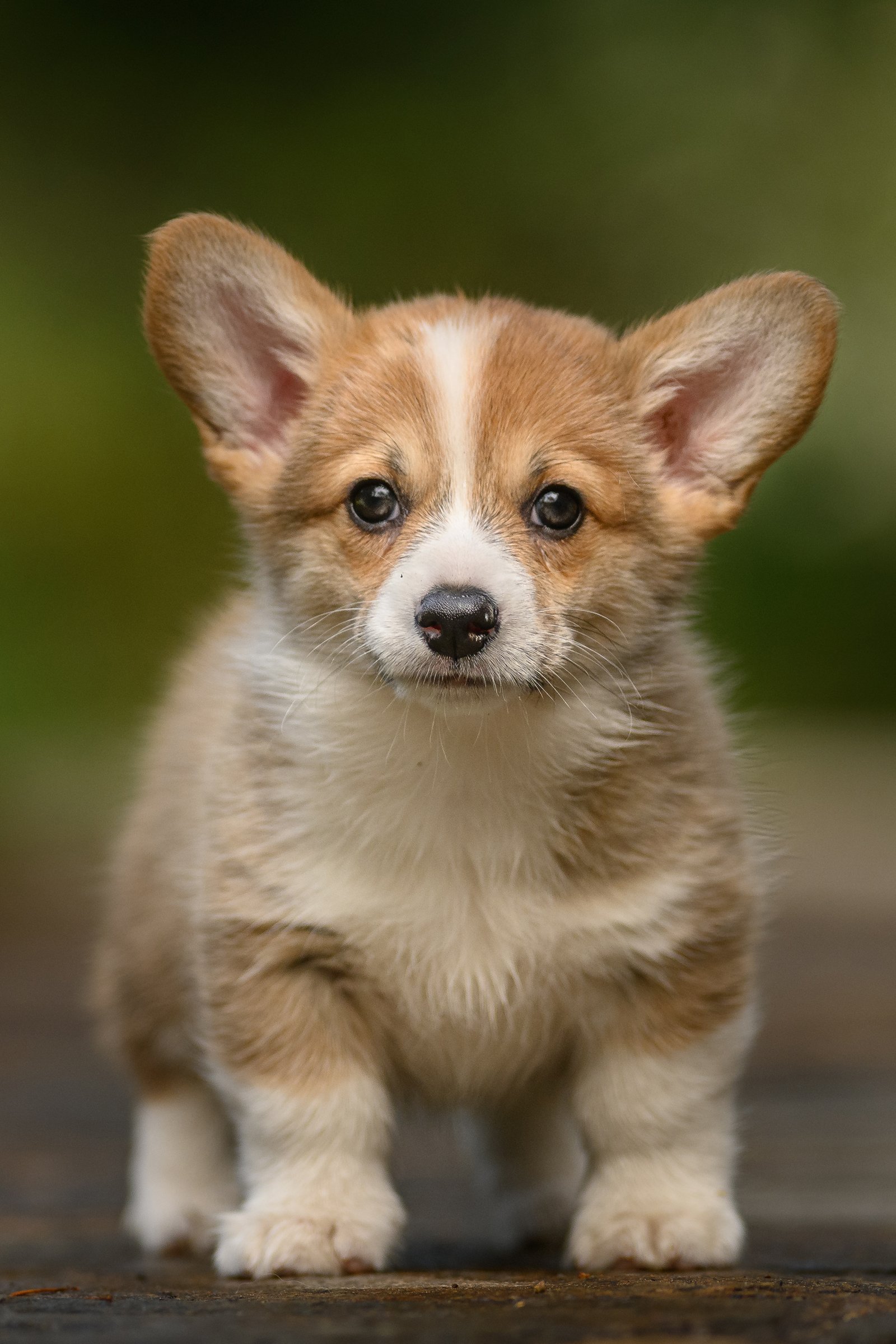 Welsh Corgi Pembroke kölyök