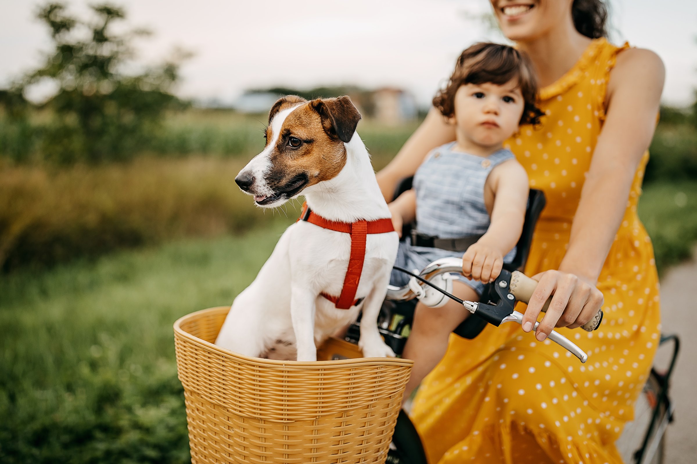 kutya gyerek kosár bicikli kerékpár jack russell terrier