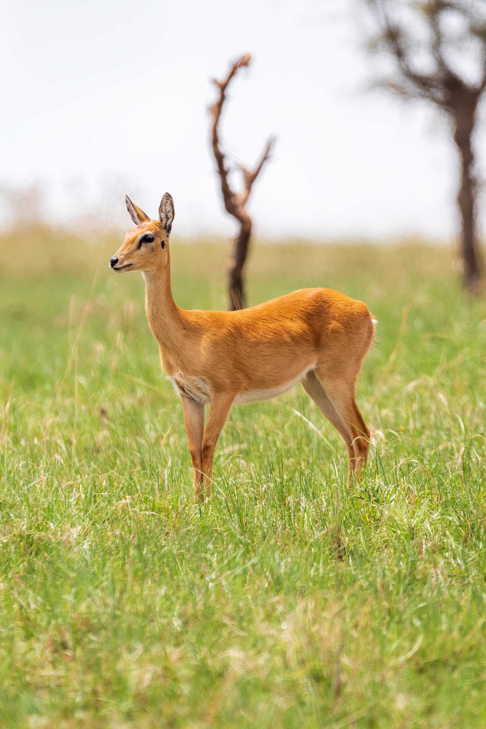Oribi antilop afrika