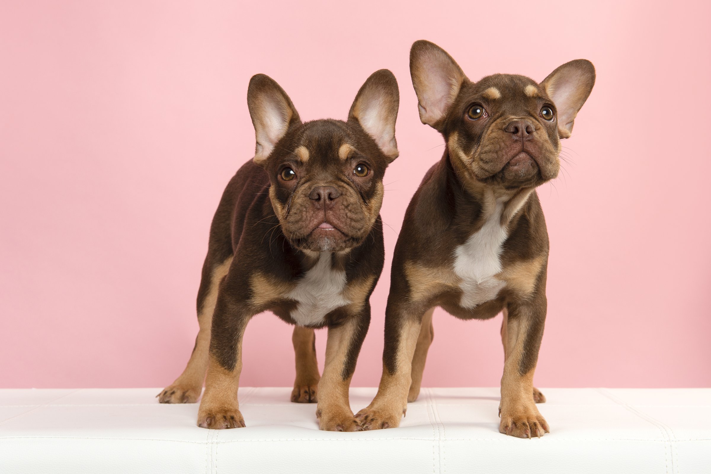két francia bulldog kölyök pink háttér