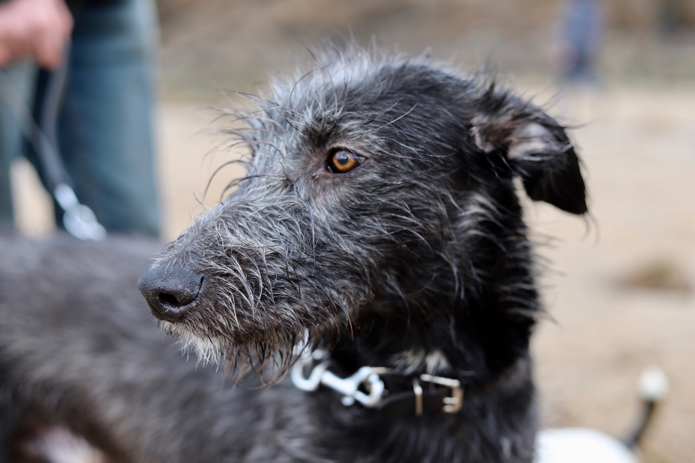 lurcher agár