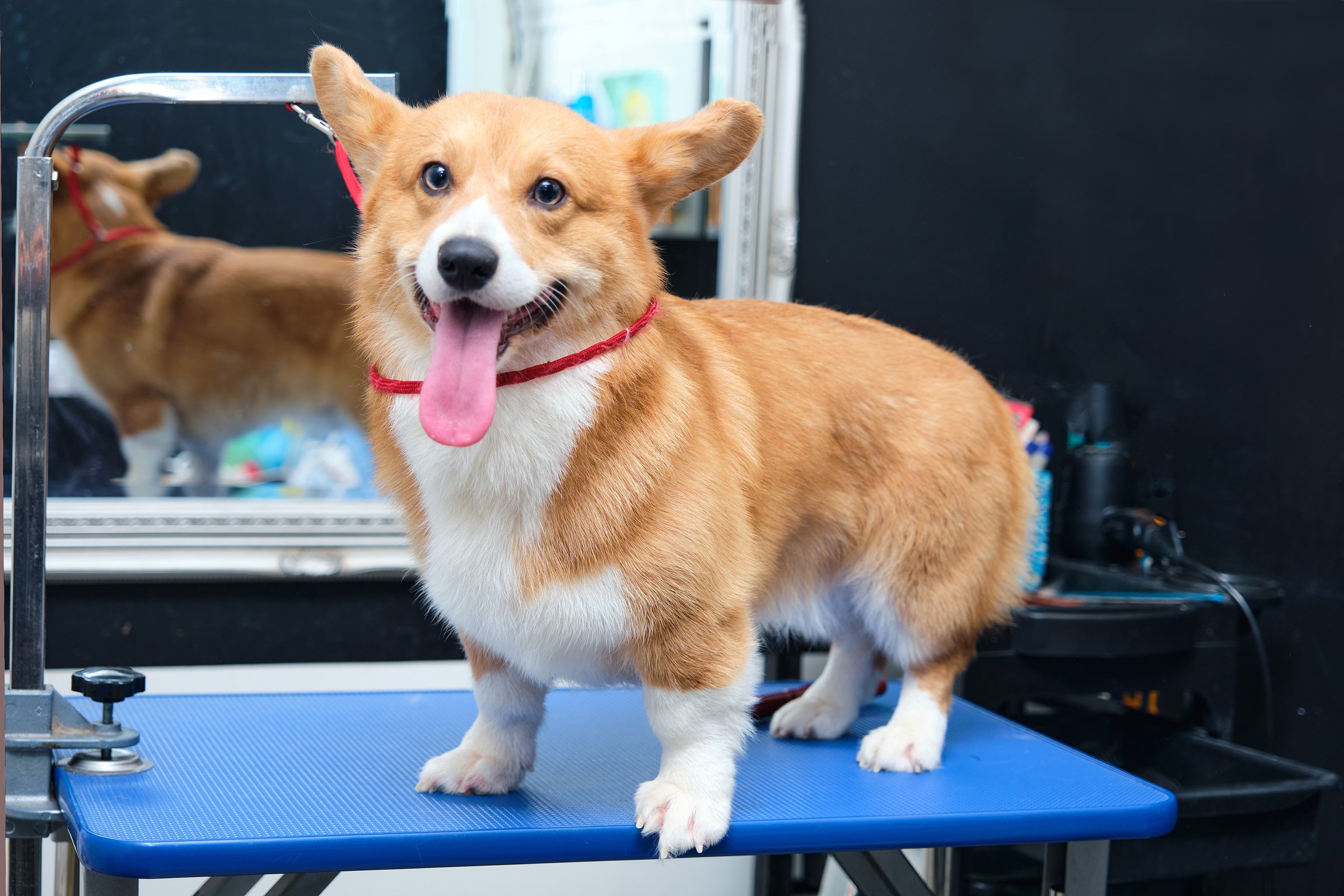 Welsh corgi Pembroke kozmetika ápolás