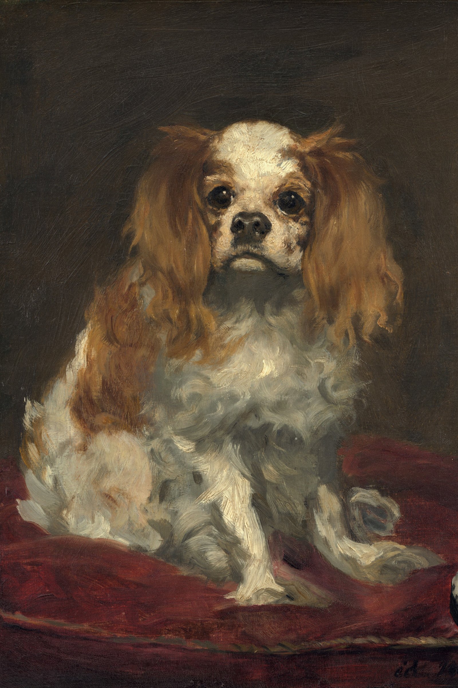 King Charles Spaniel