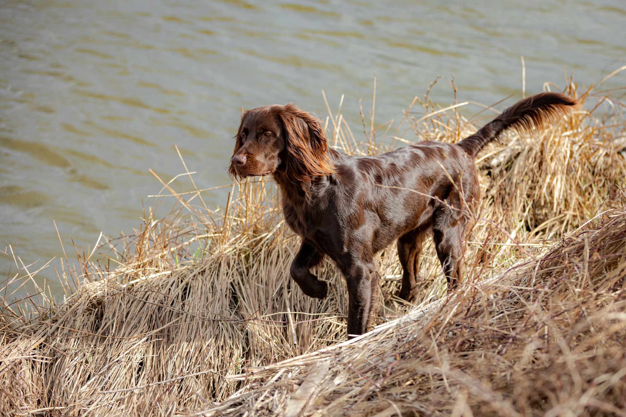 hosszúszőrű német vizsla