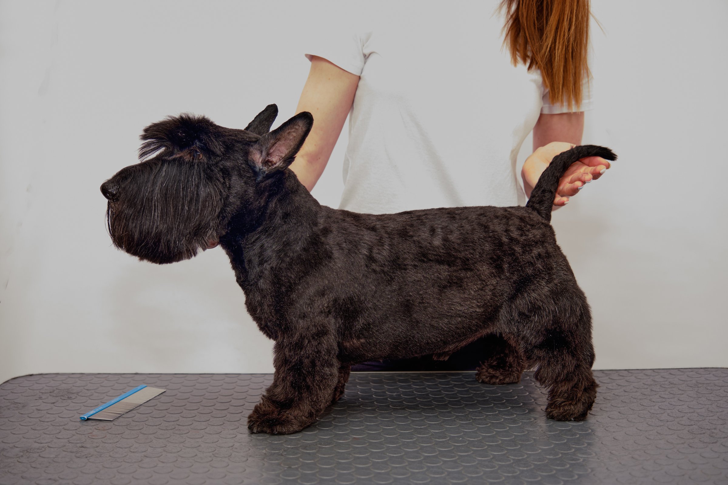 skót terrier kozmetika