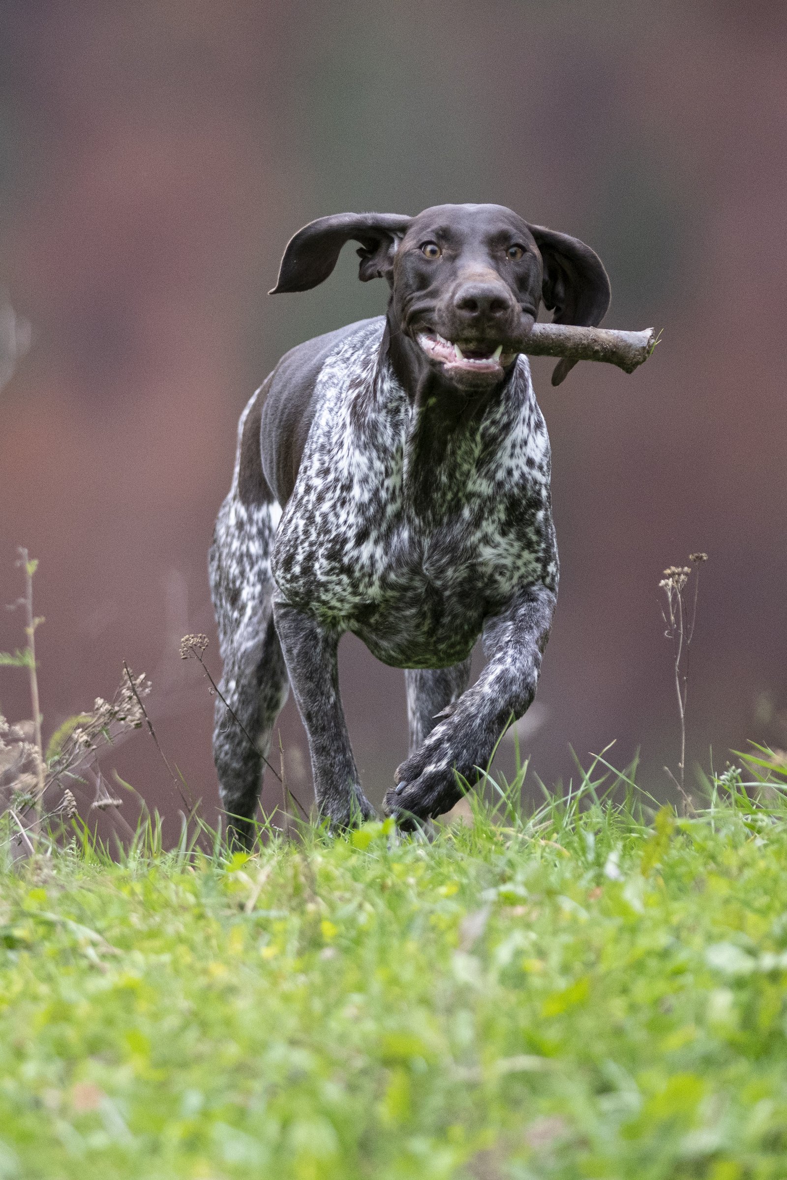 német vizsla bot játék