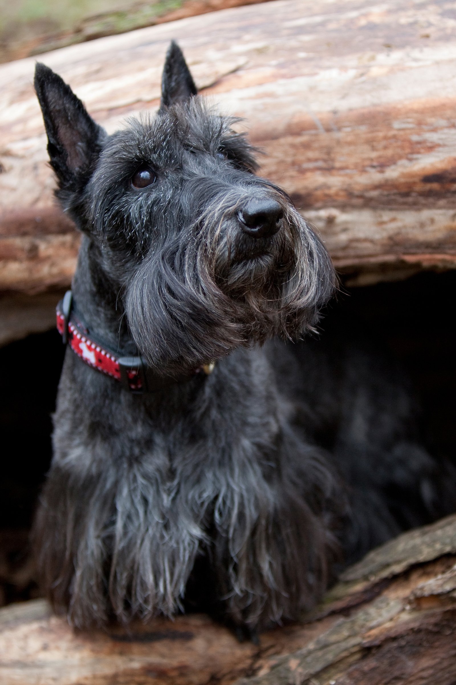 skót terrier