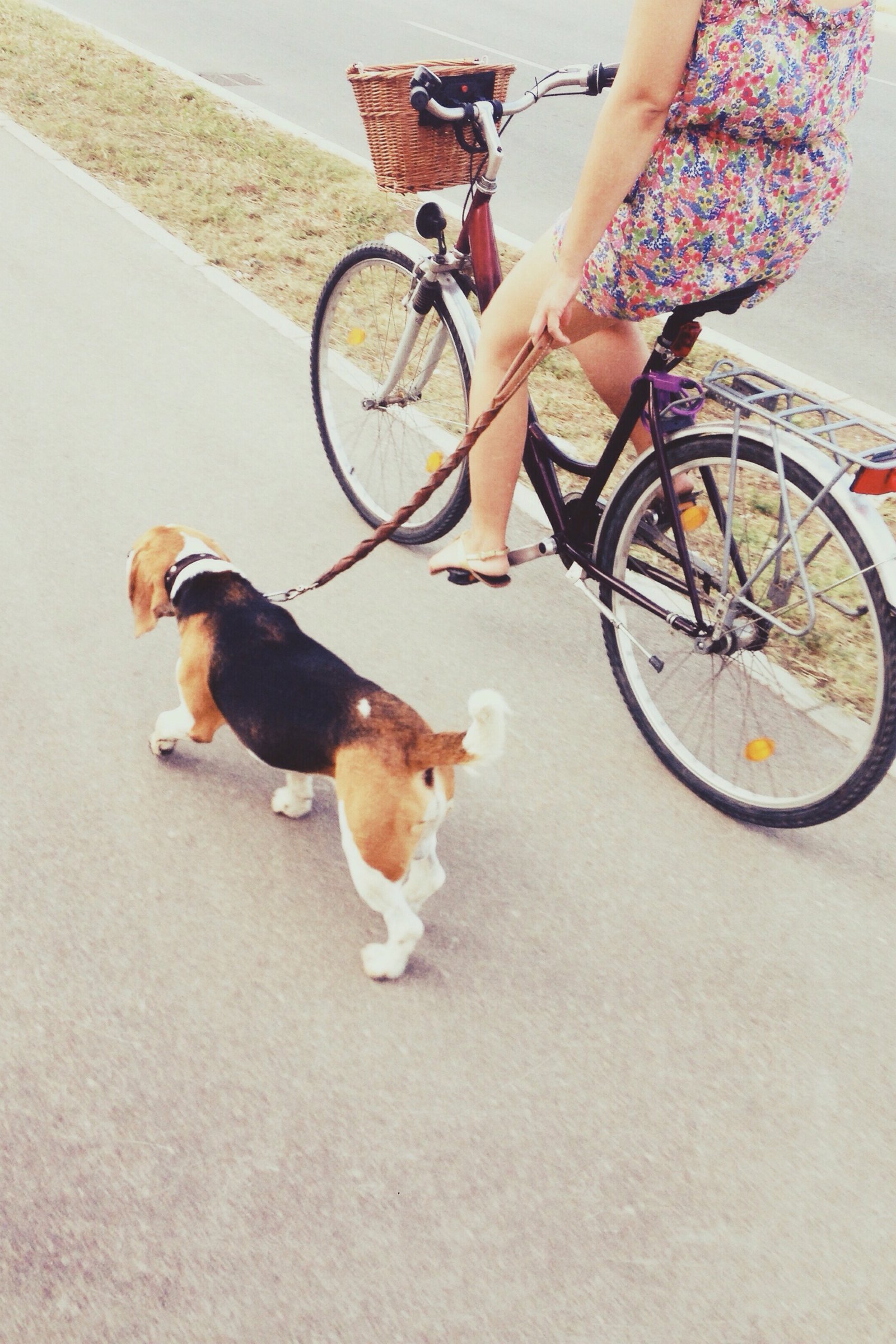 bicikli kutya beagle kerékpár póráz