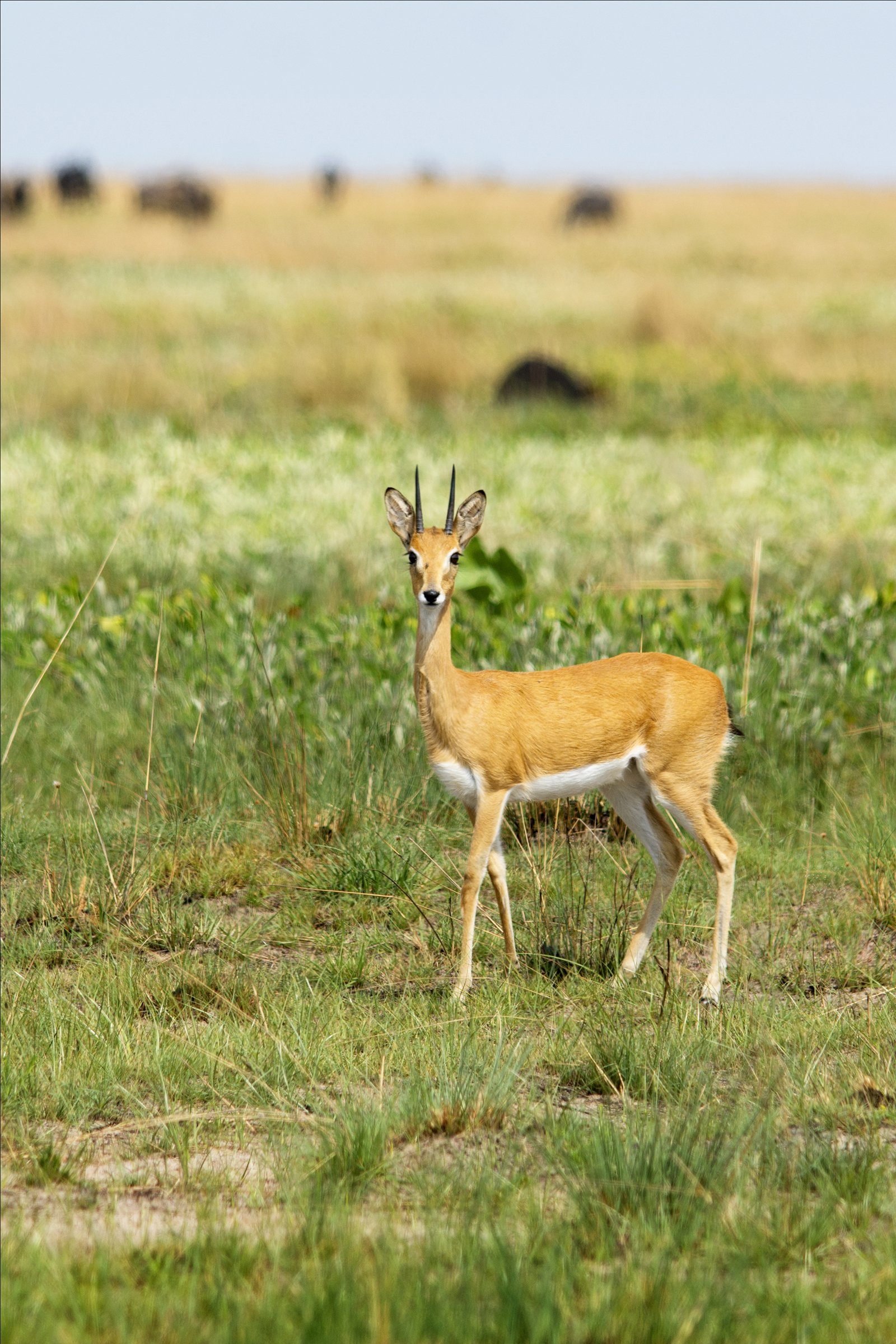 Oribi afrika antilop