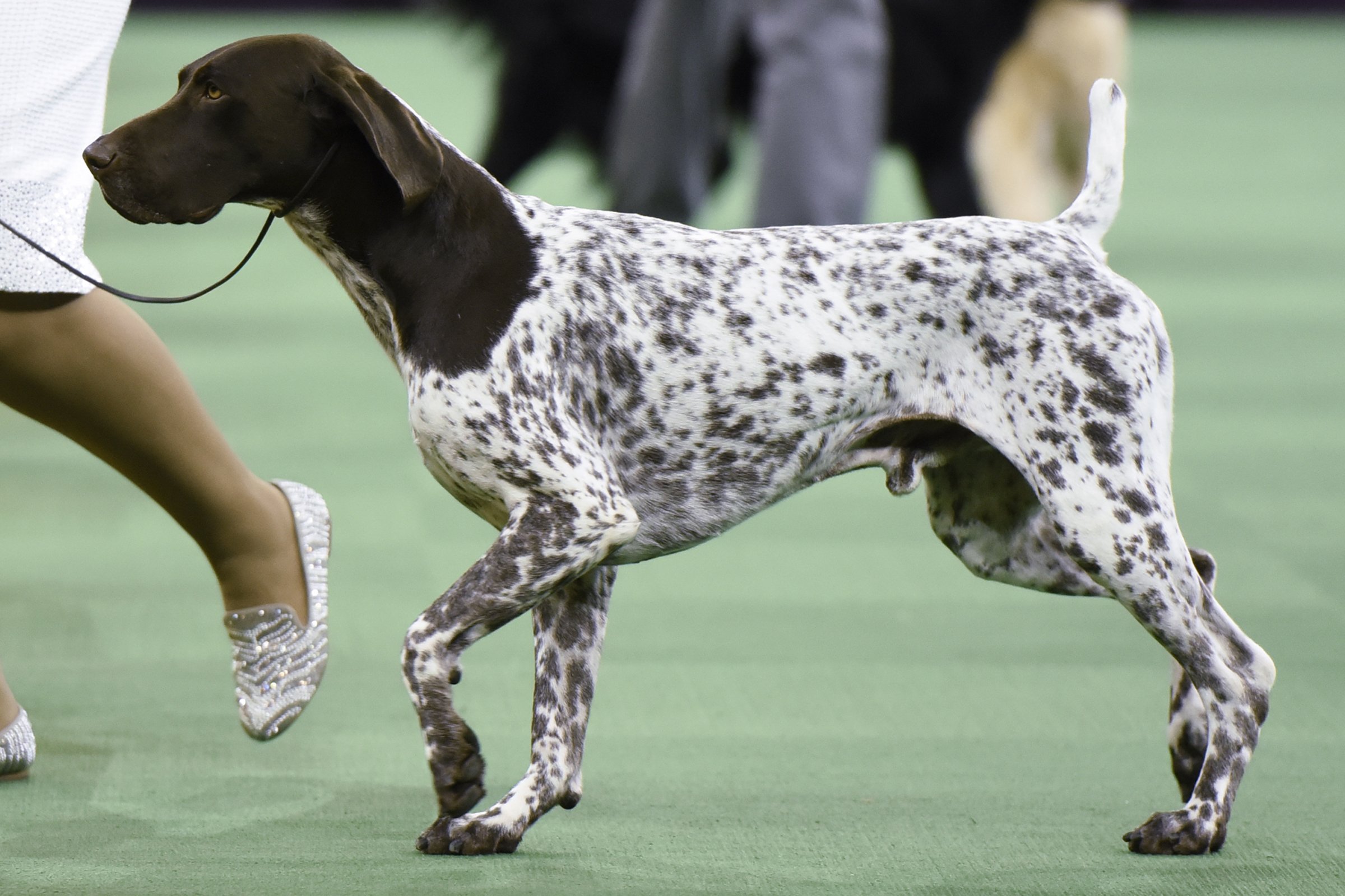 rövidszőrű német vizsla