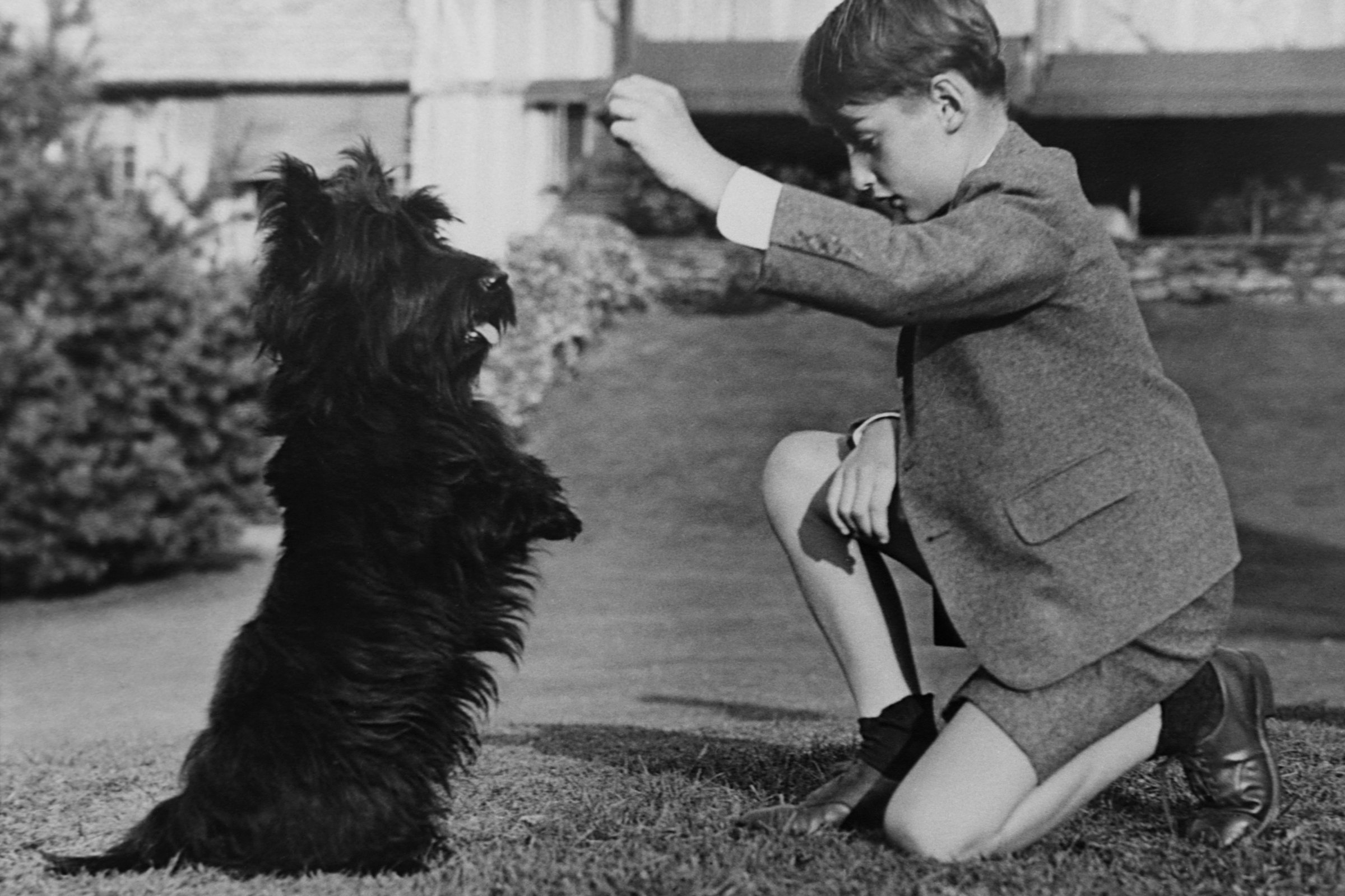 Roosevelt kutyája skót terrier Fala