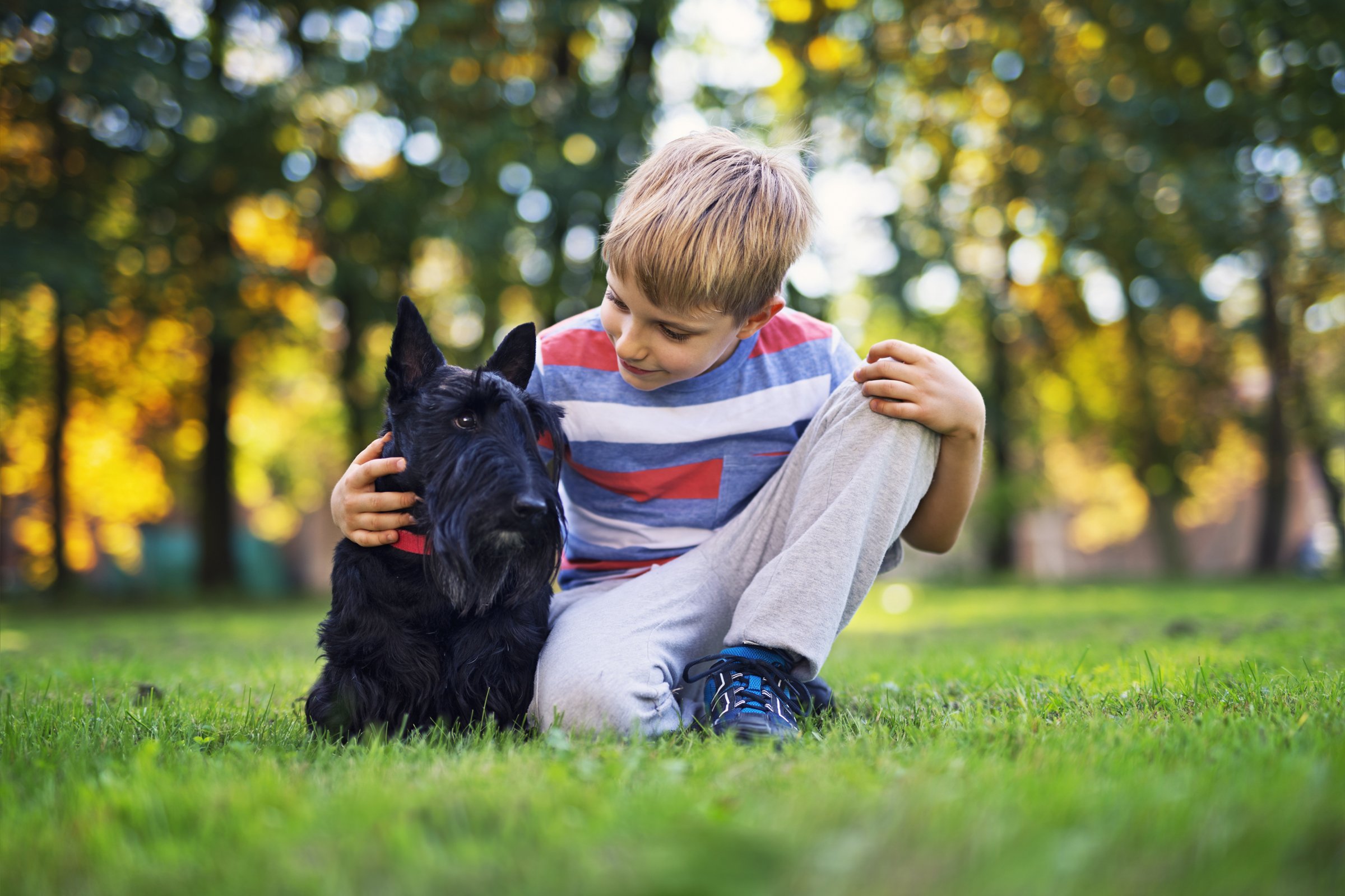 gyerek kisfiú skót terrier ölel