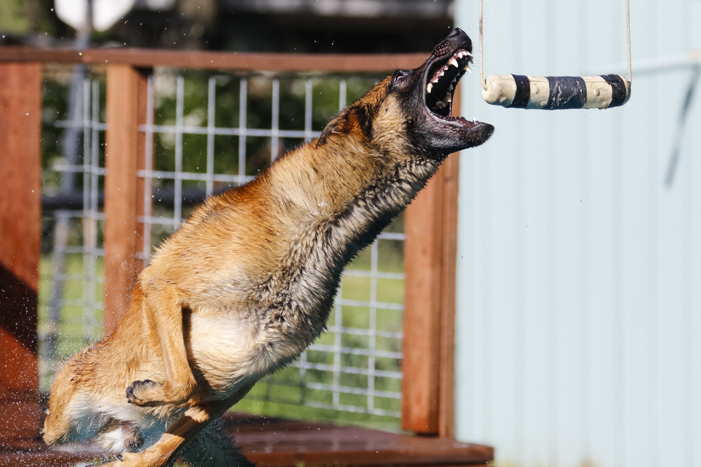 malinois dock jumping