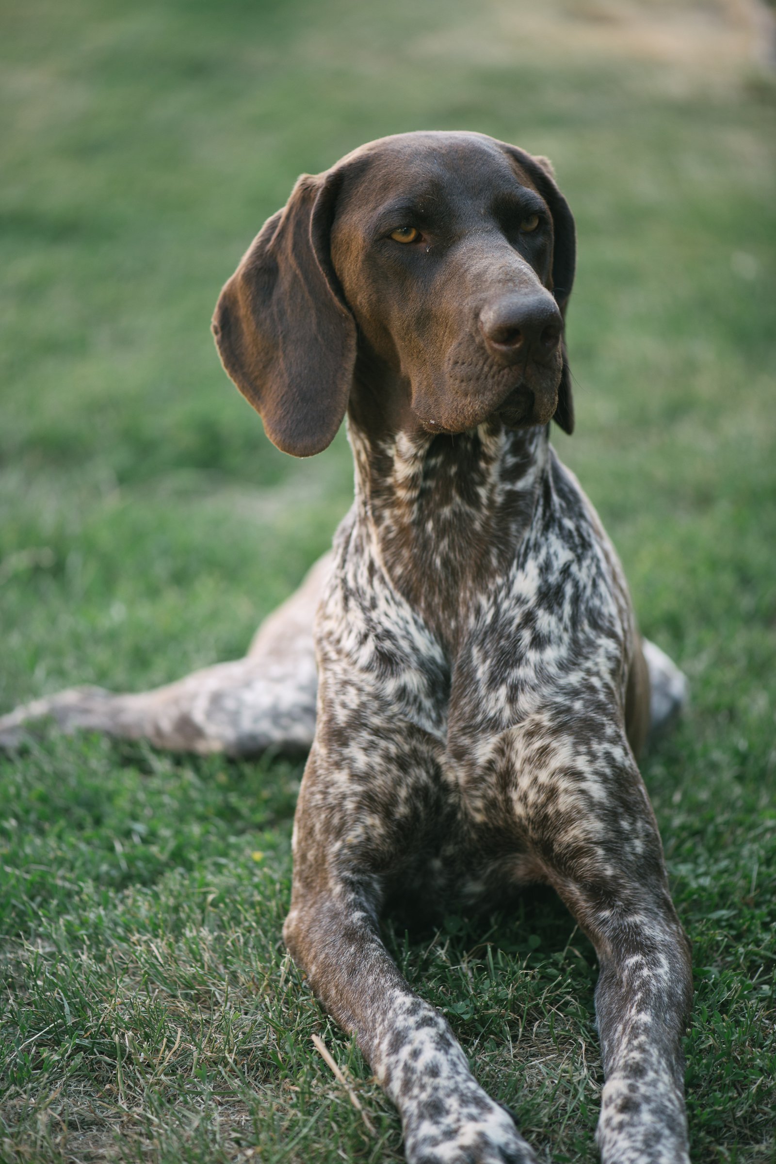 Rövidszőrű német vizsla