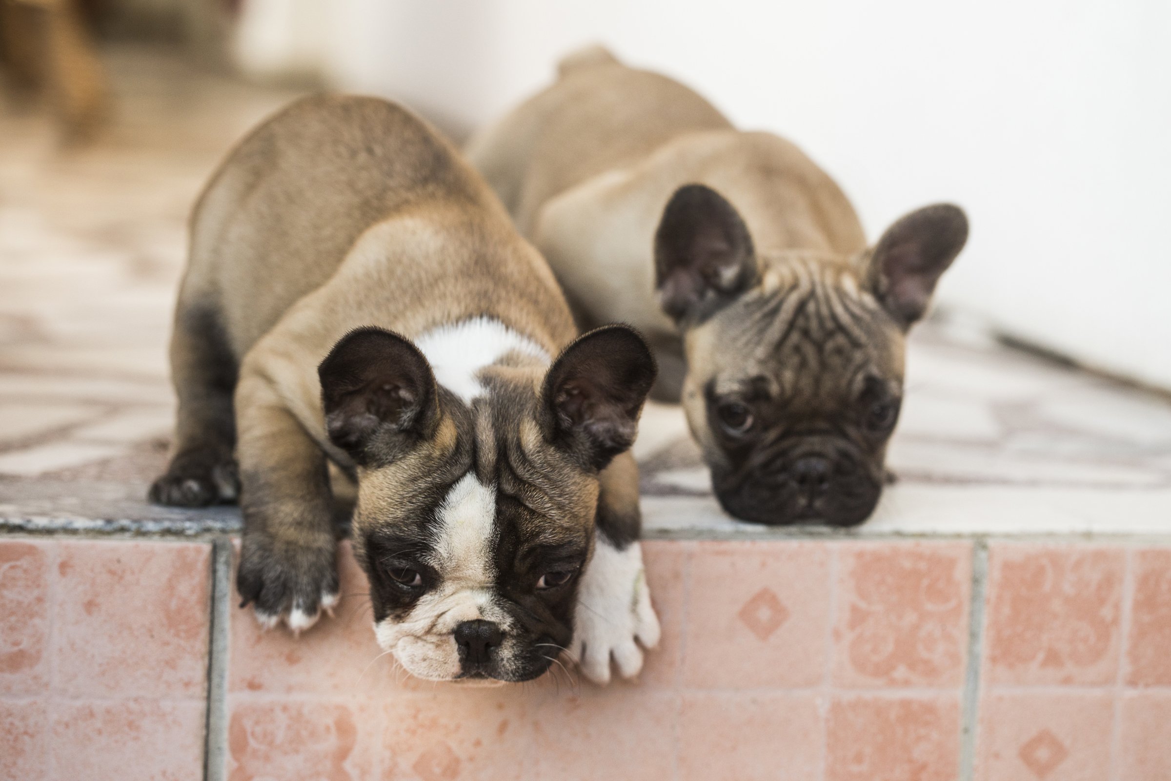 két francia bulldog kölyök