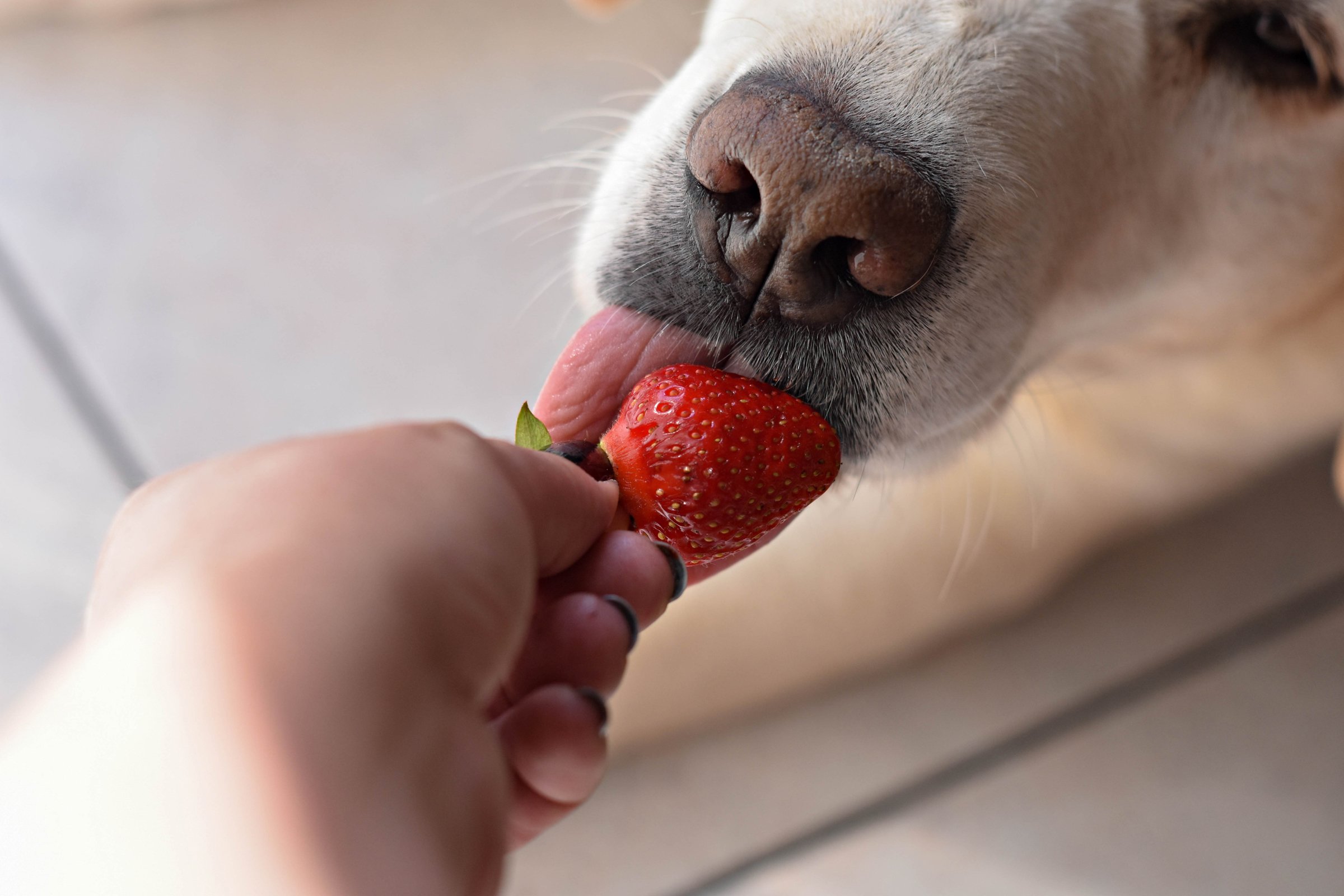 labrador kutya eper