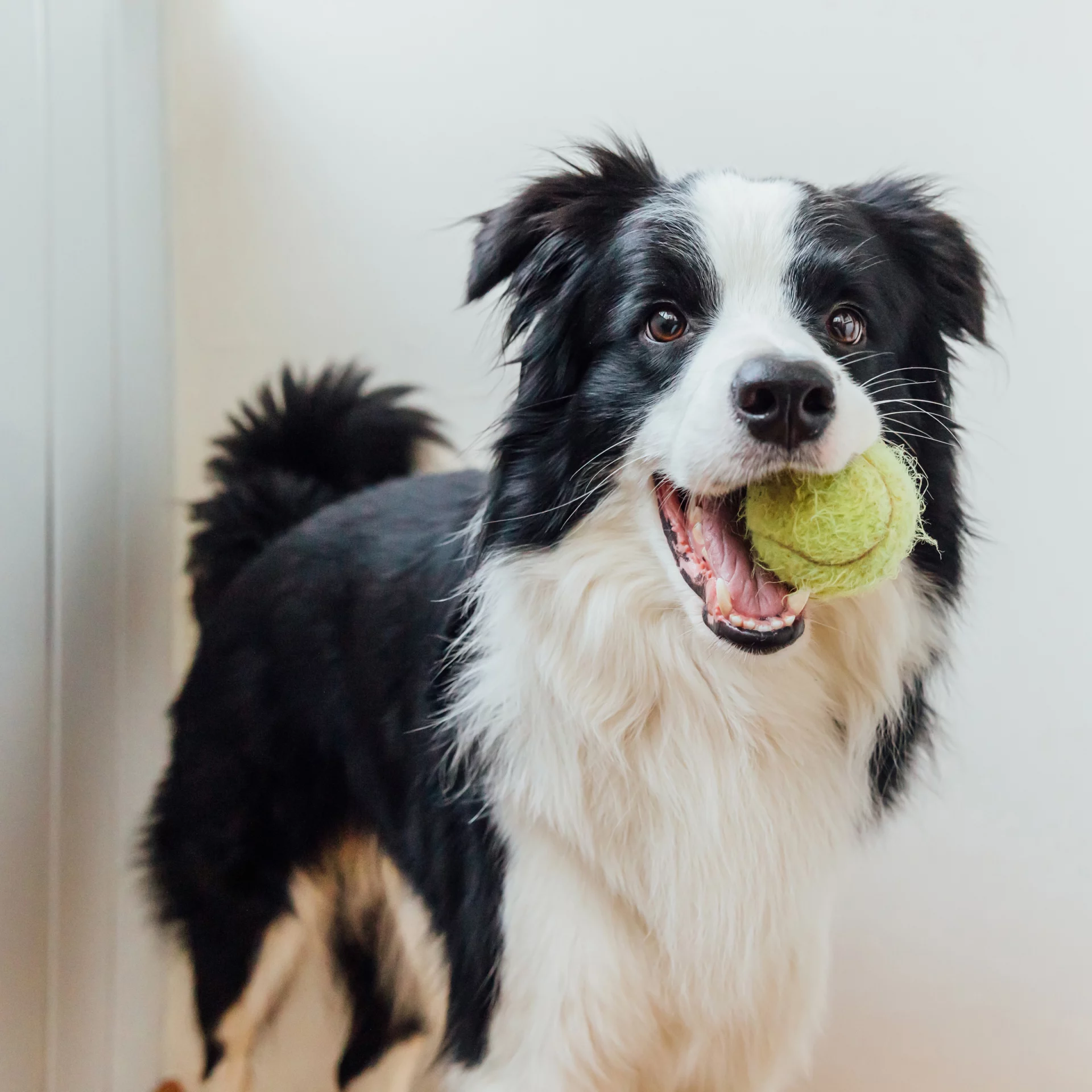 2021_07_border-collie-labda-kocka-scaled.webp
