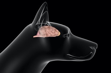 Az új kutatások szerint, nem csak az asszociatív memória működik a kutyáknál, hanem az epizódikus is.