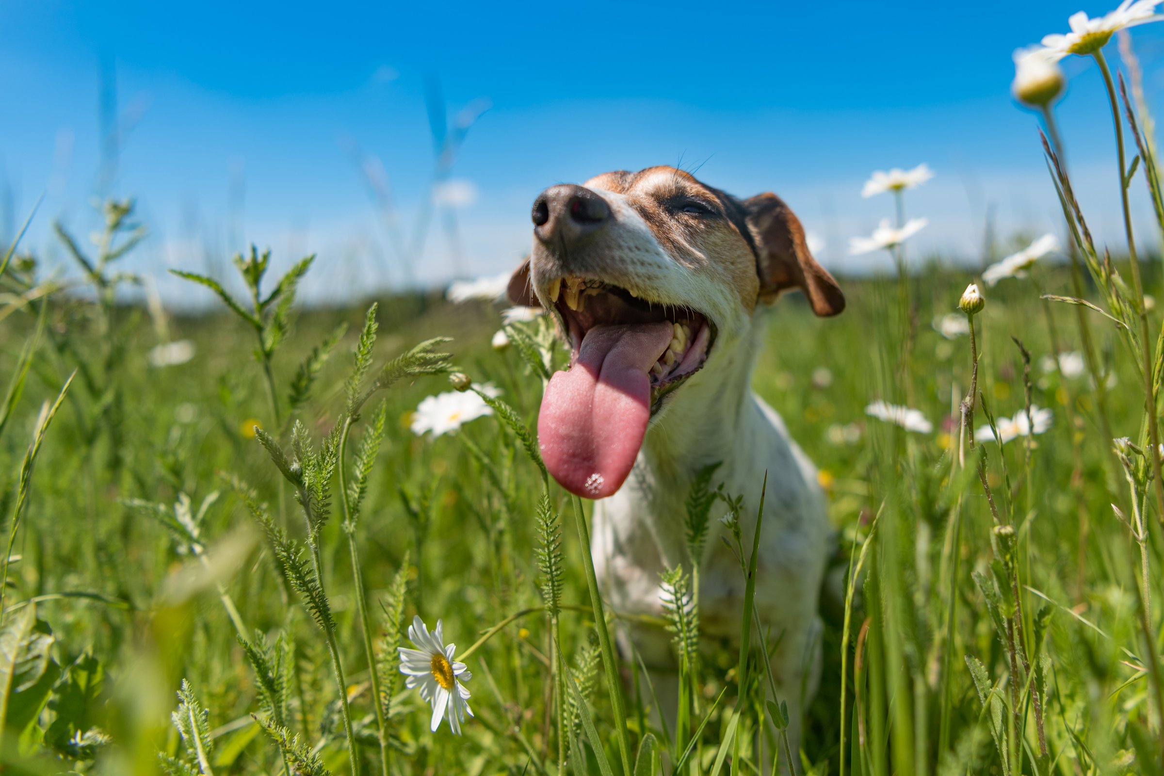 jack russell terrier liheg mező rét meleg nyár tavasz