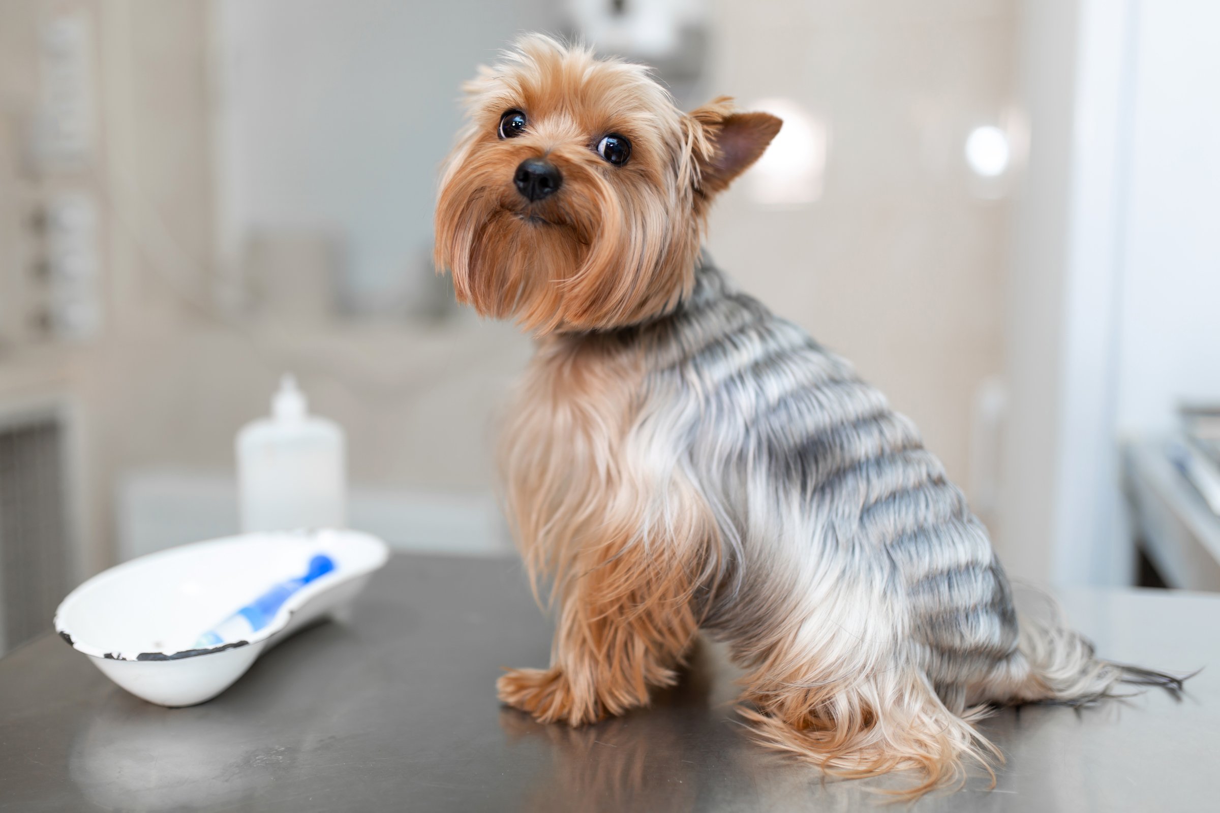 yorkshire terrier minta szőr