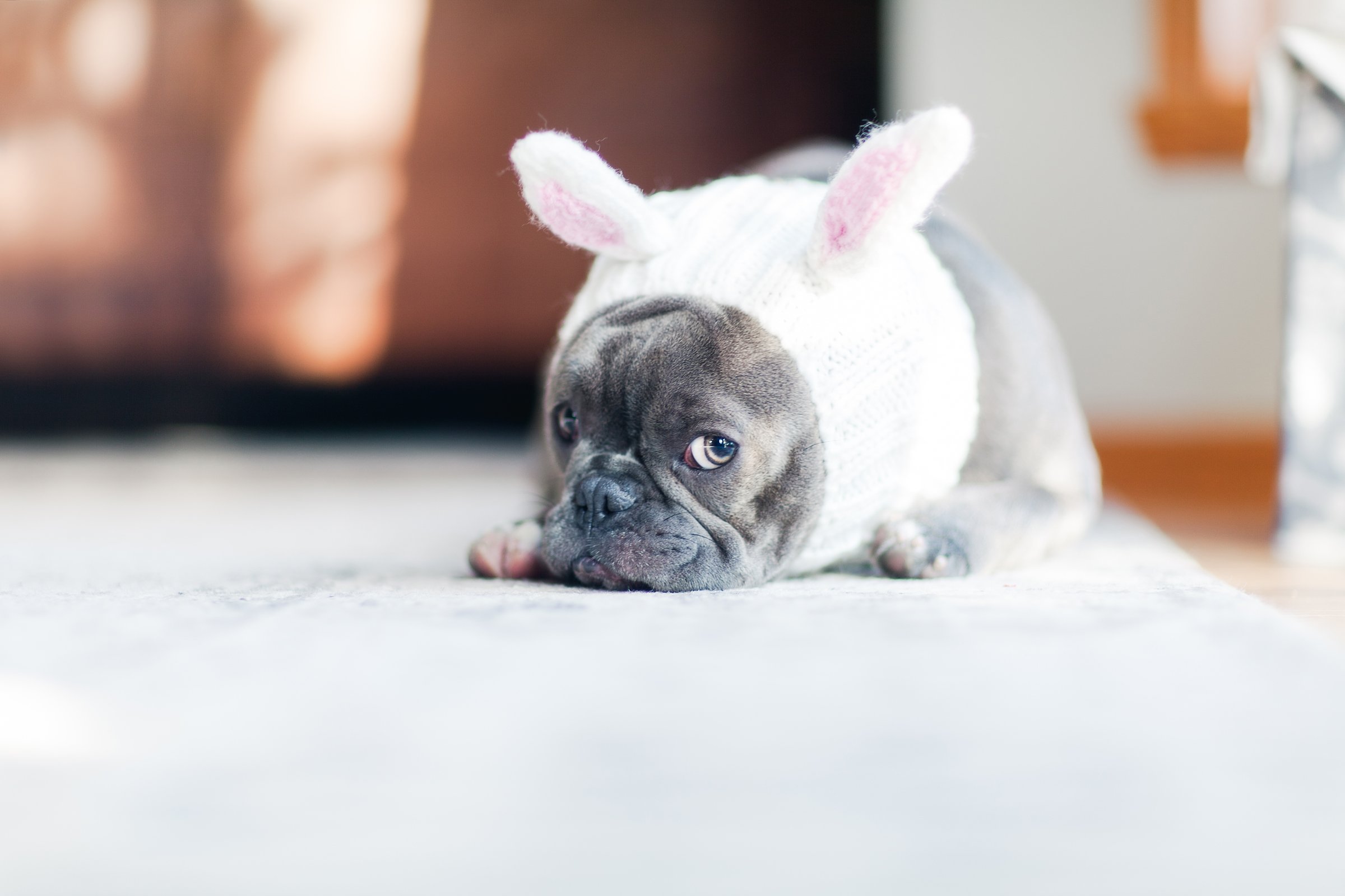 francia bulldog fél fülvédő nyuszifül