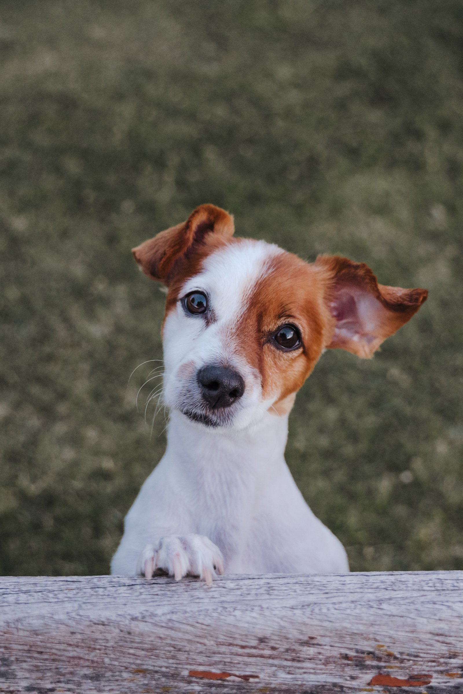 jack russell terrier kérdez néz fejét fordítja oldalra