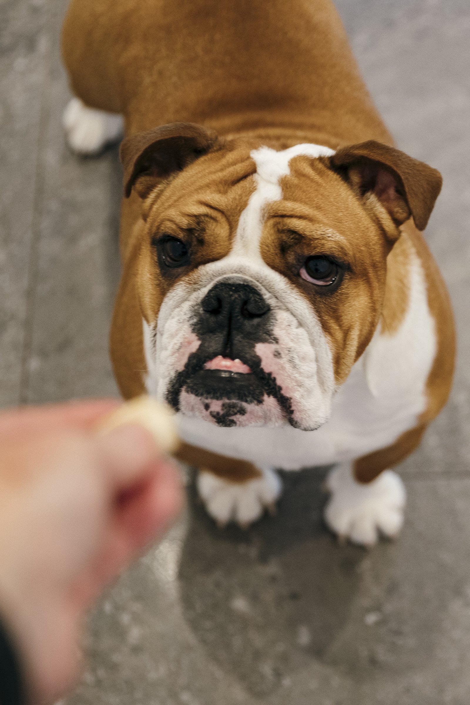 angol bulldog jutalomfalat