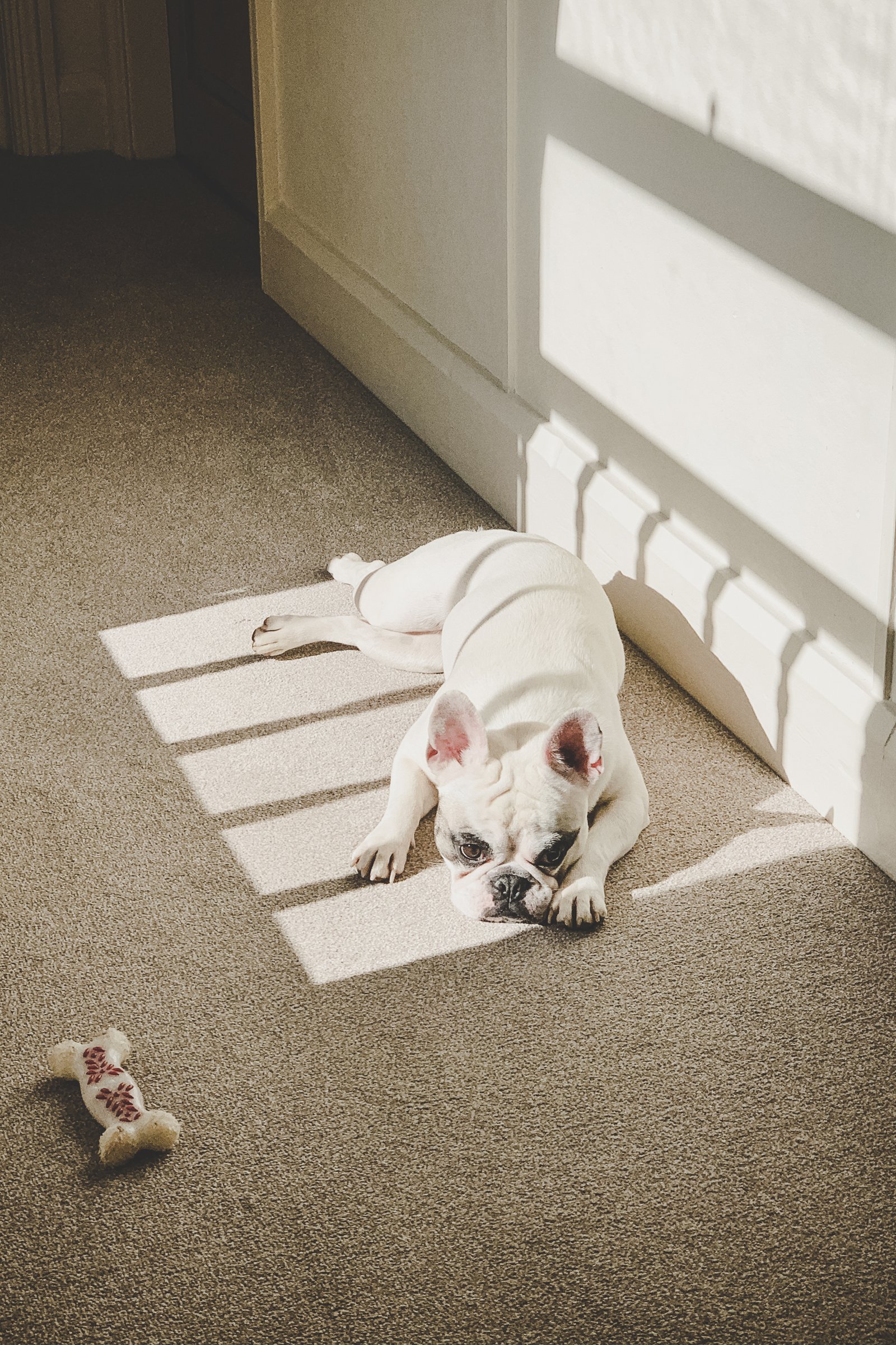 francia bulldog napozik napozás