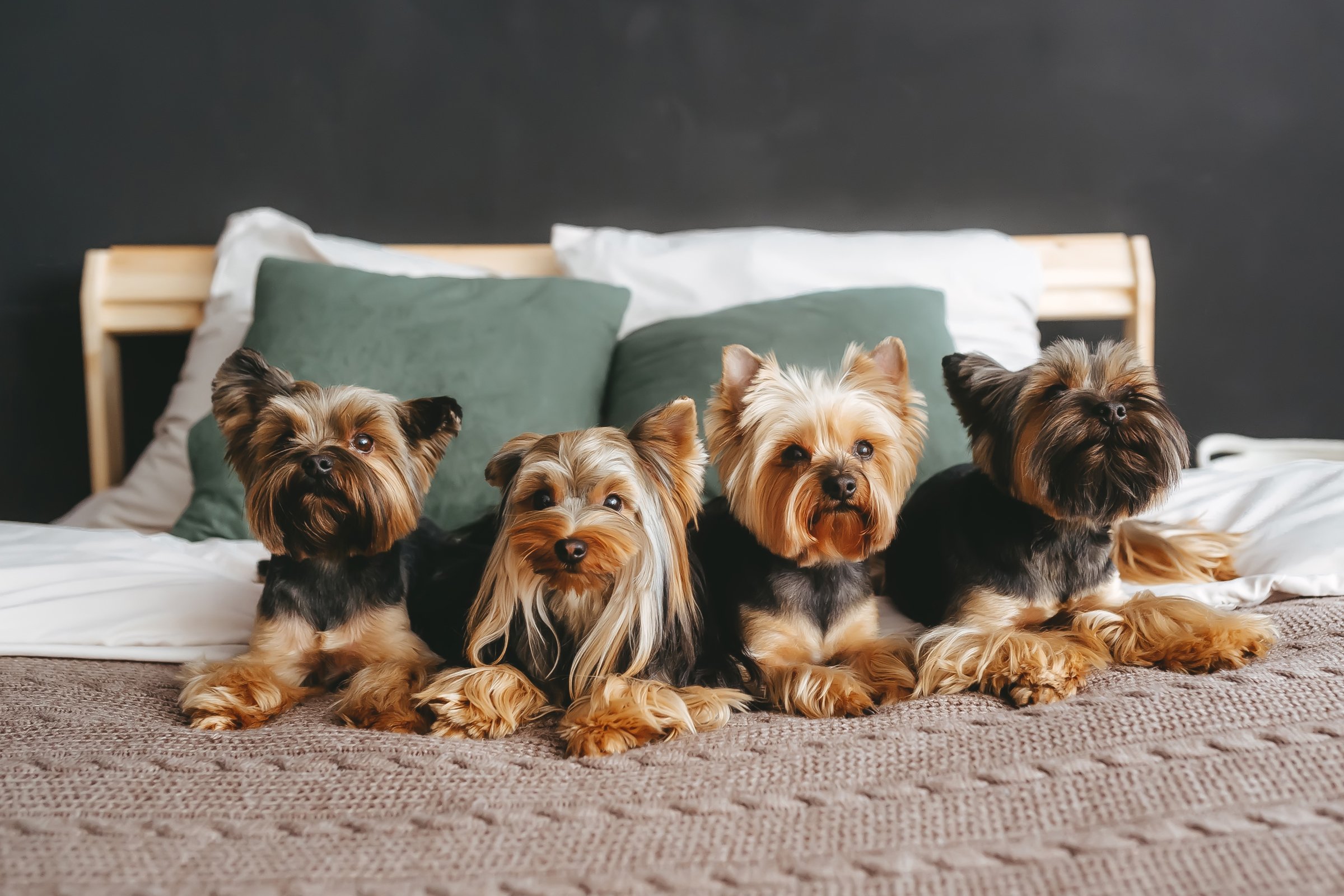négy yorkshire terrier
