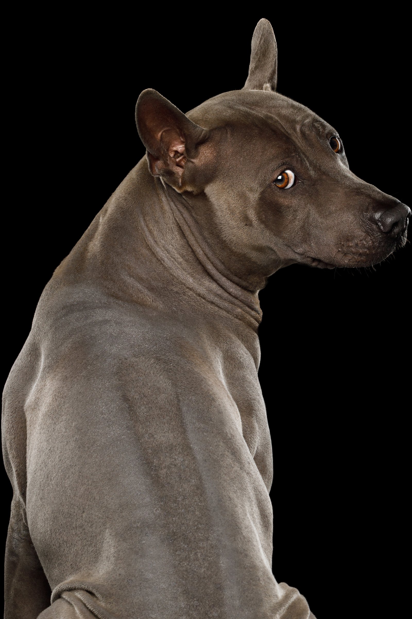 Thai Ridgeback háta
