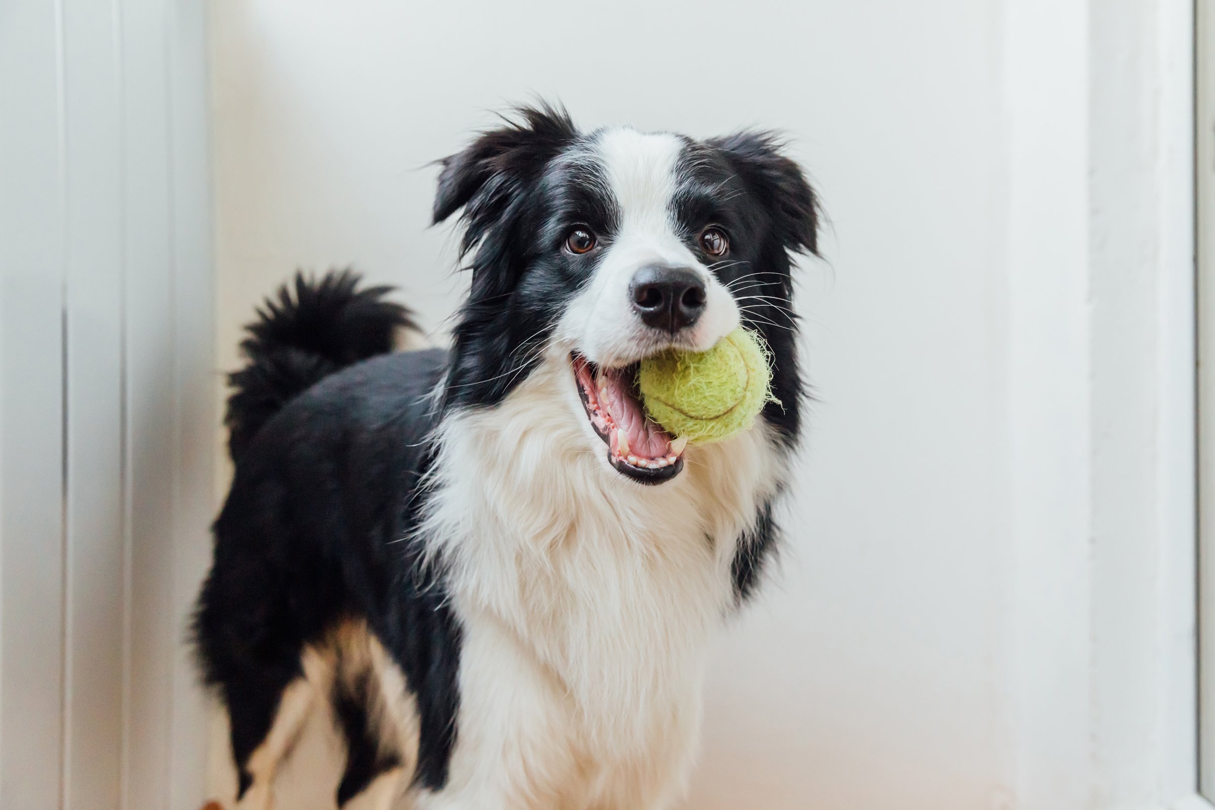 border collie labda