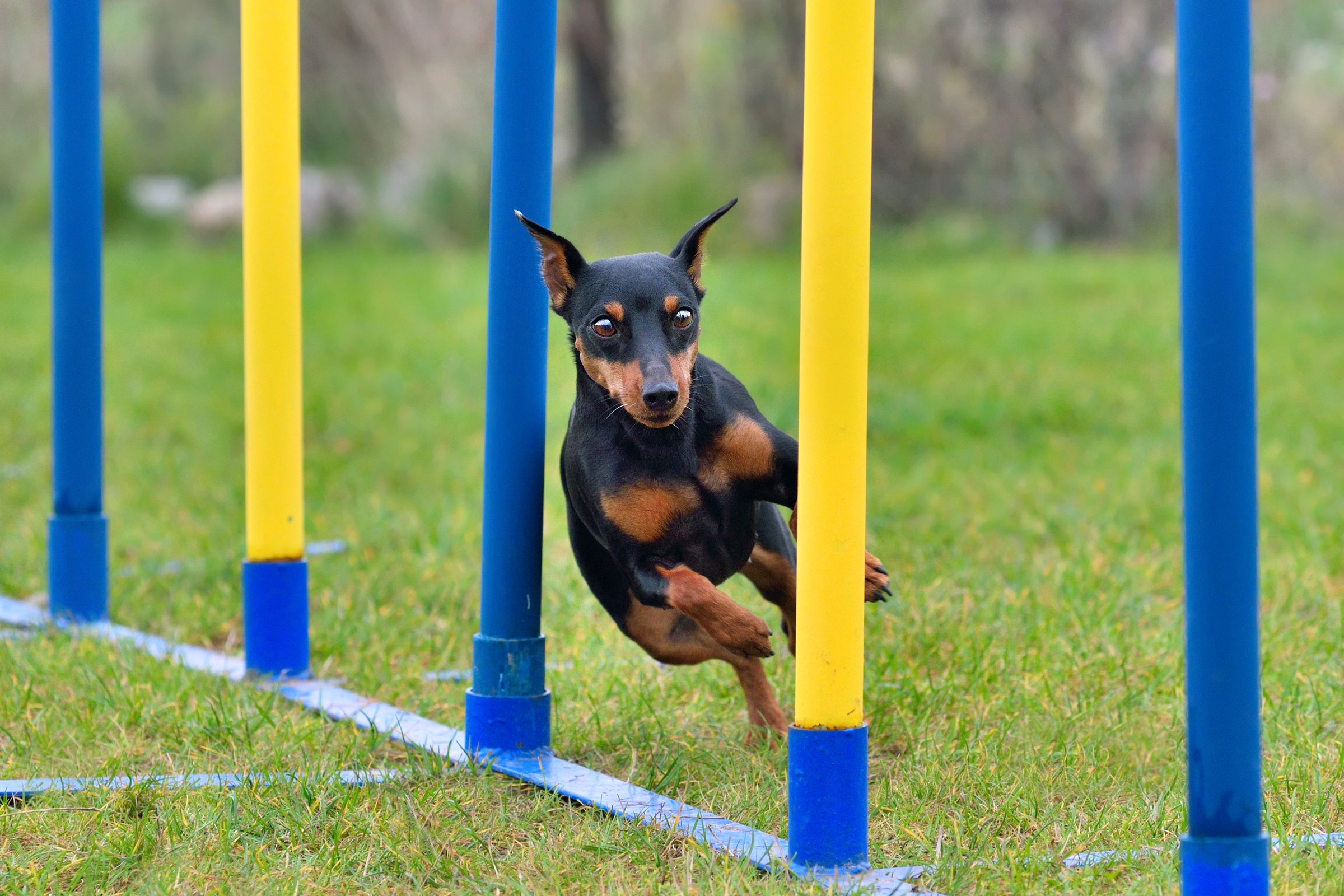 törpe pincser agility