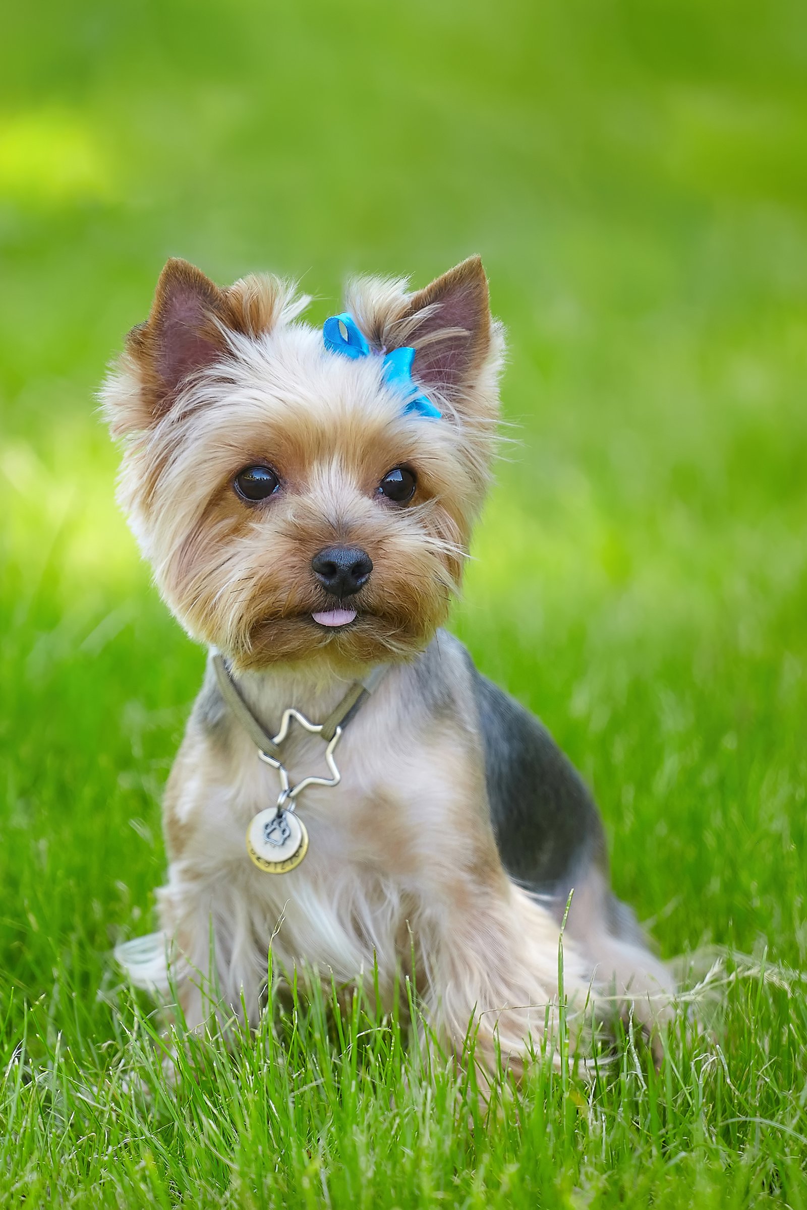 Yorkshire Terrier