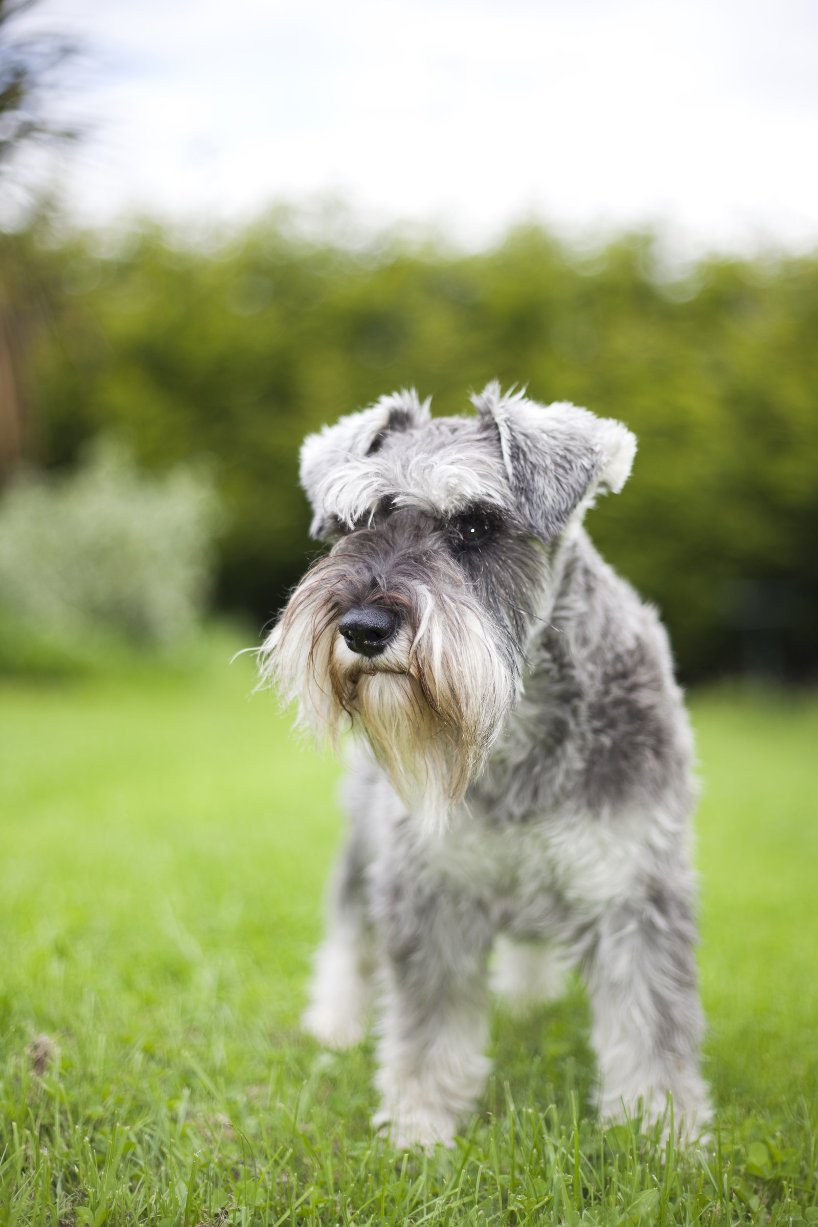 törpe Schnauzer