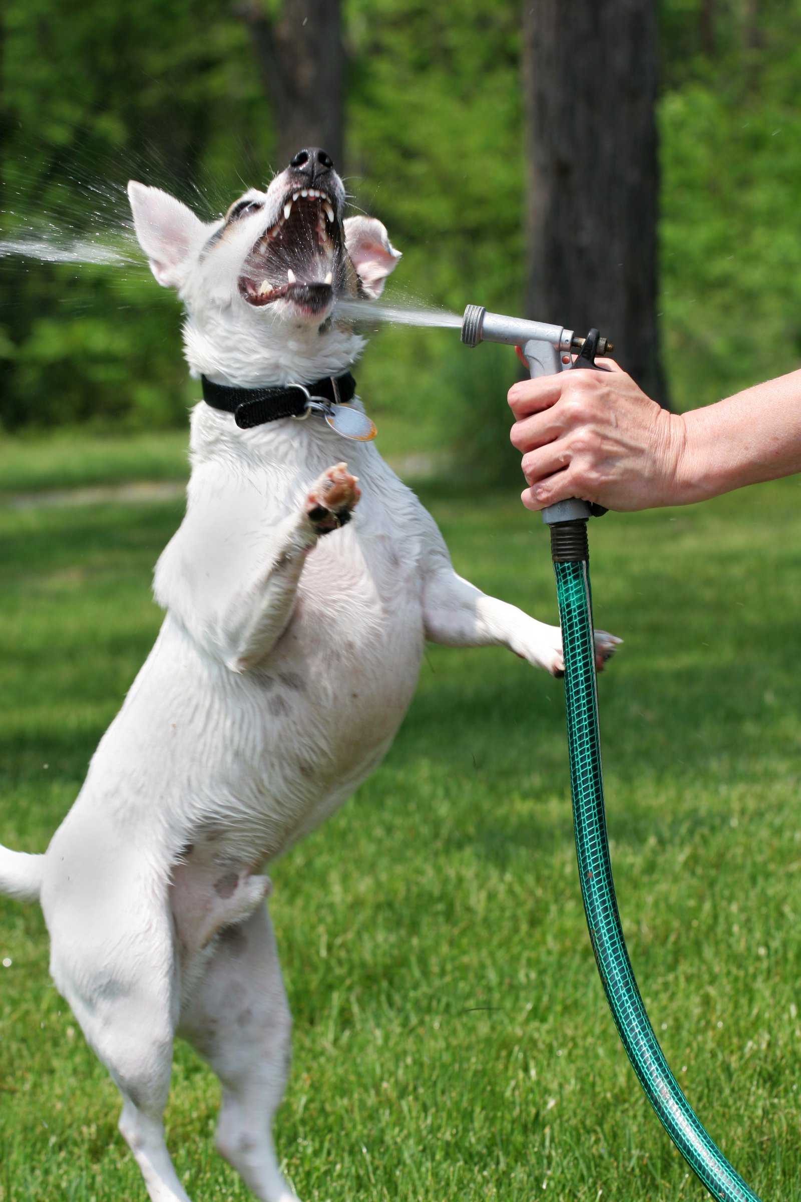jack russell terrier locsolás víz játék slag