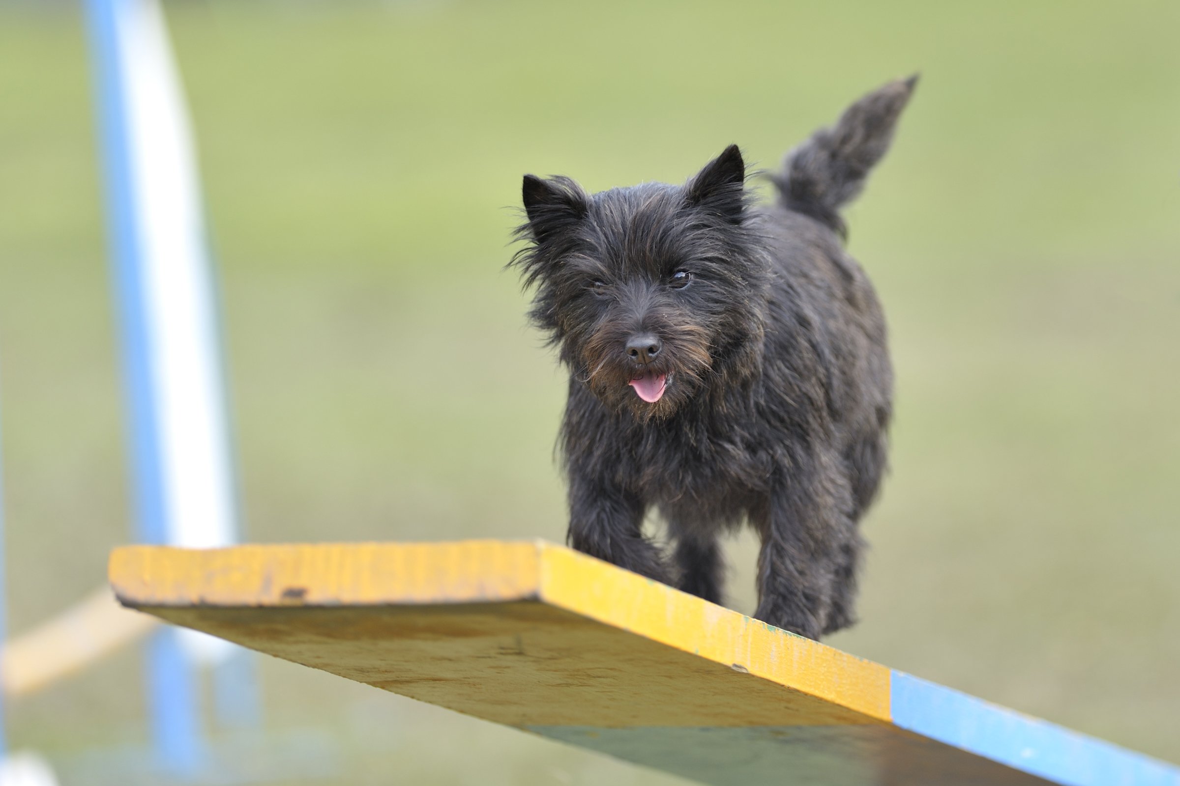 Cairn Terrier agility sport