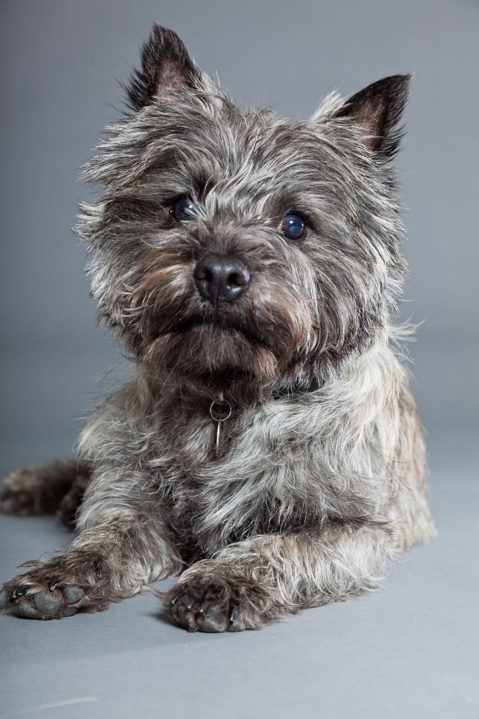 Cairn terrier