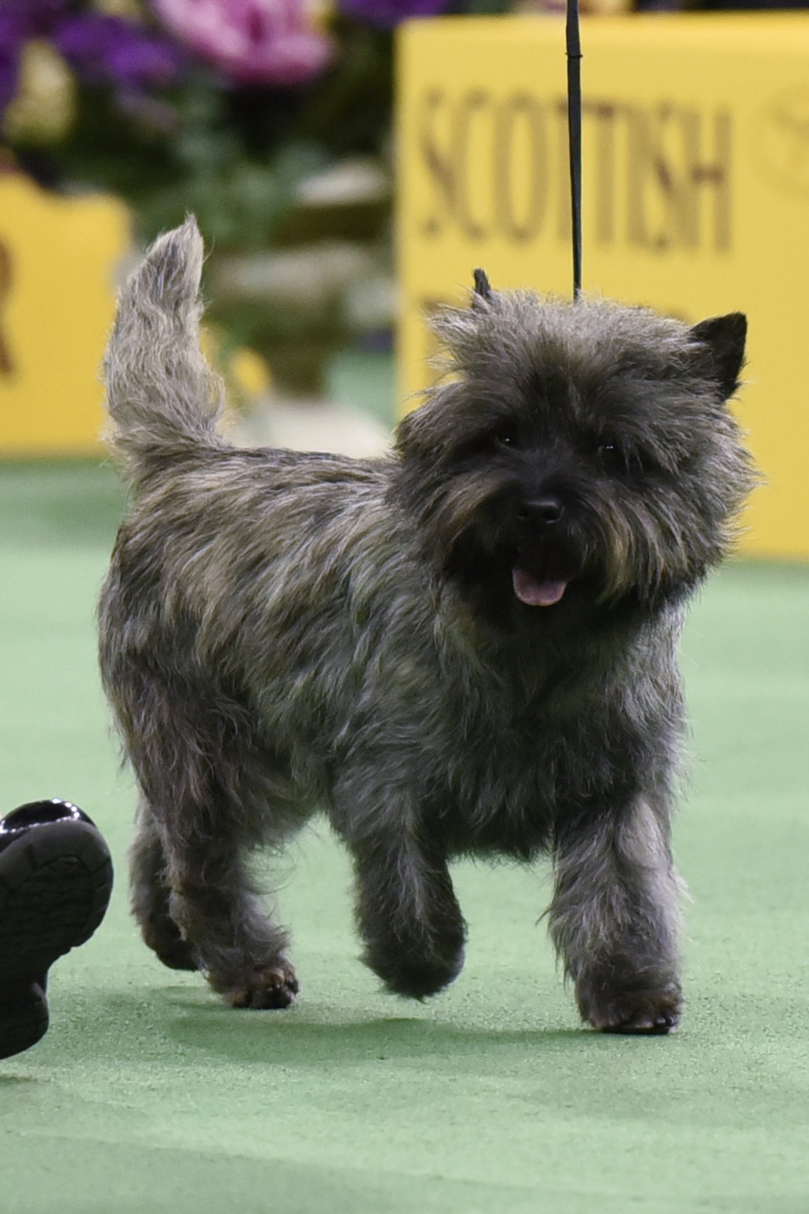 kutyakiállítás cairn terrier