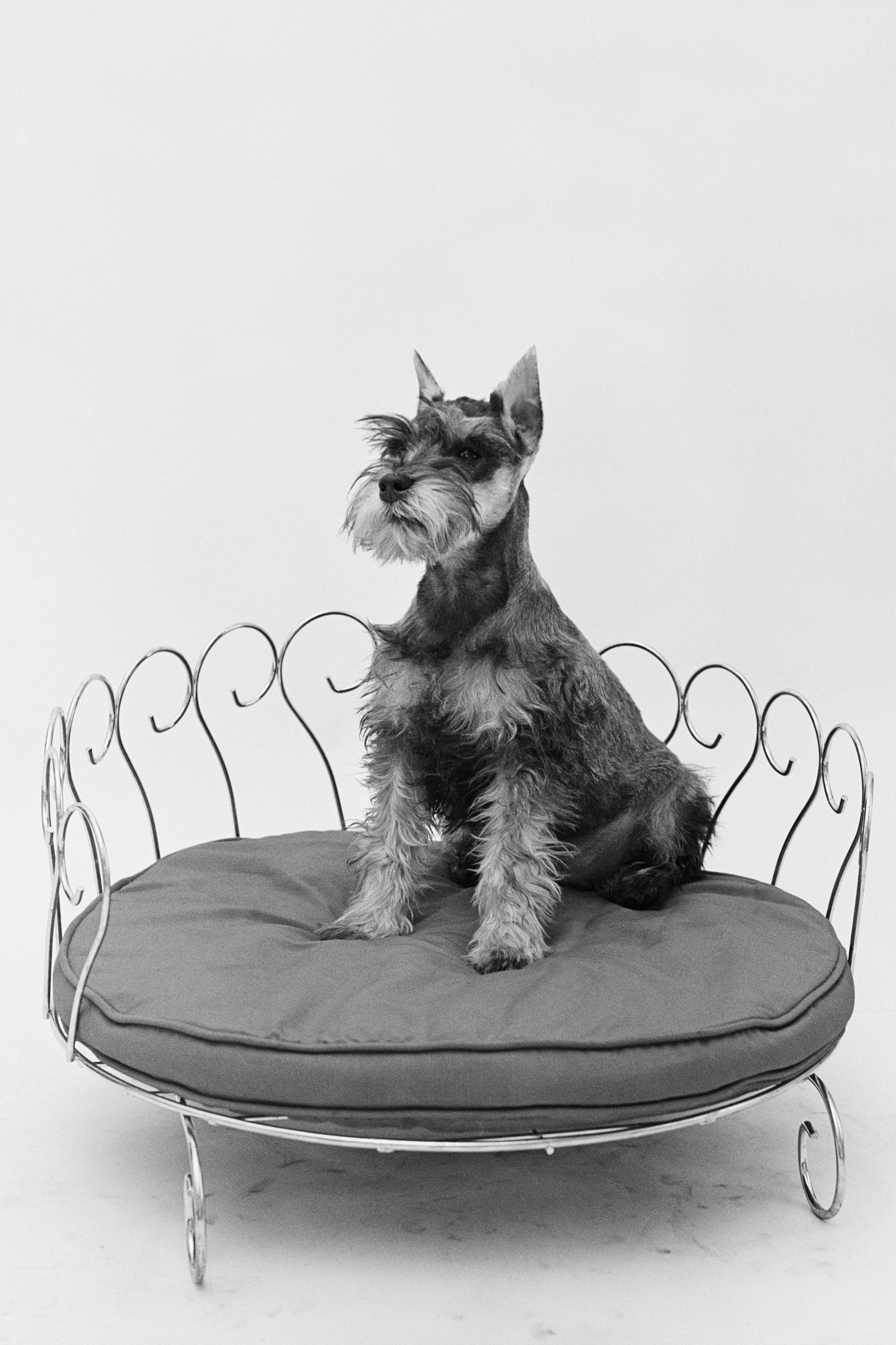 SCHNAUZER