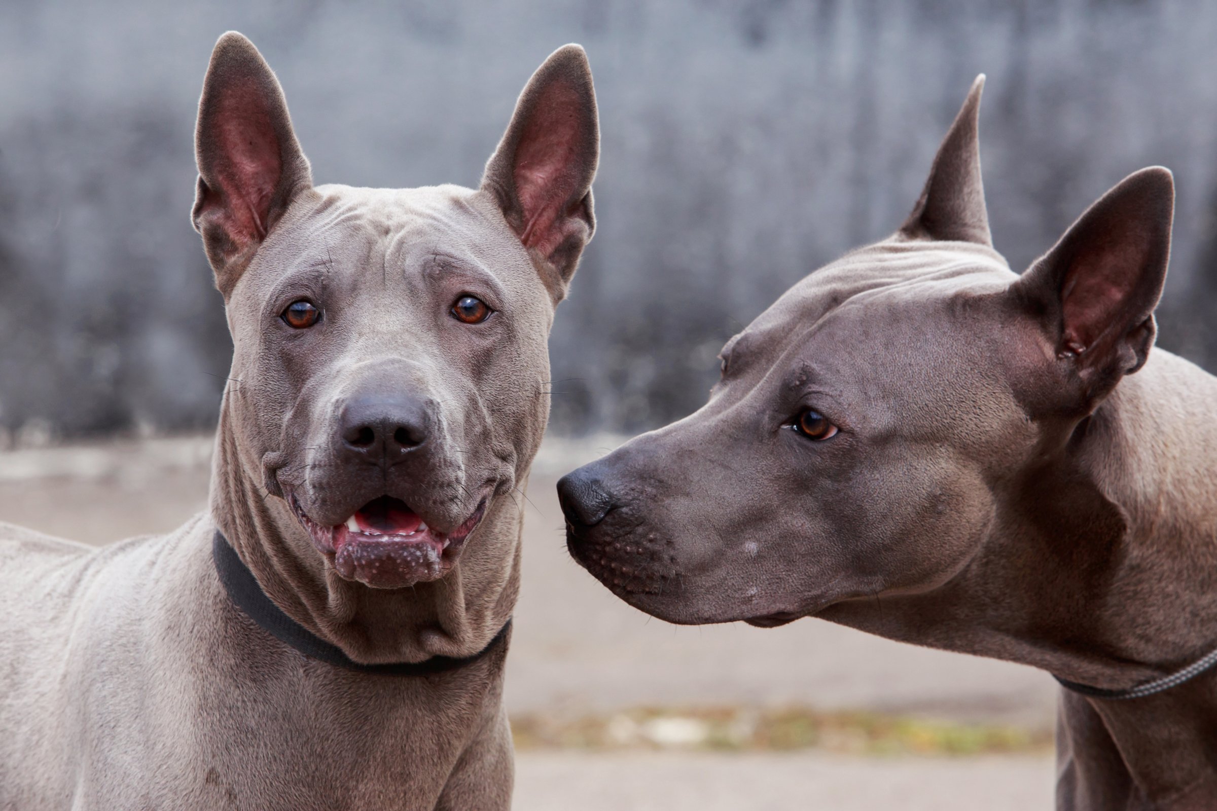 Thai Ridgeback