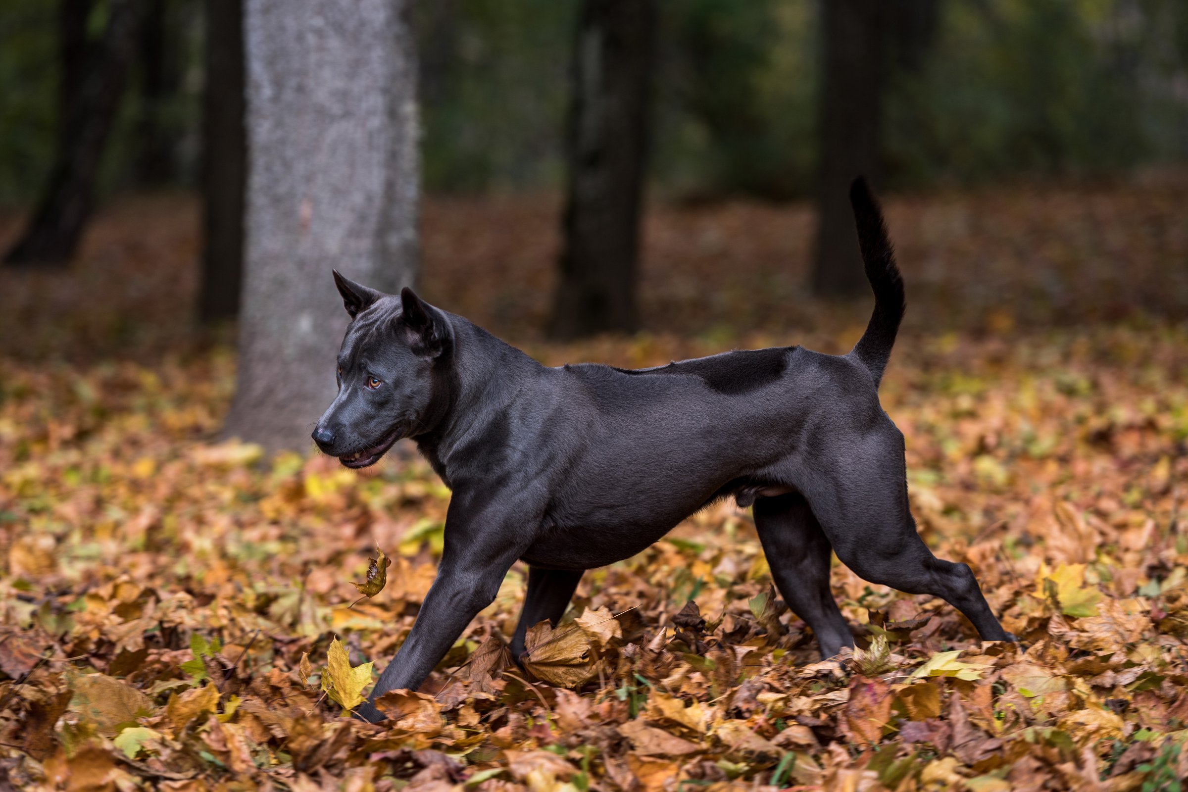 thai ridgeback ősz