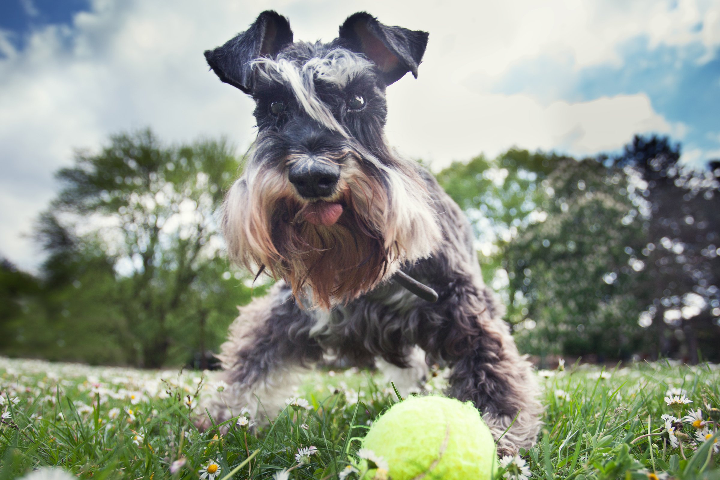 schnauzer labda játék