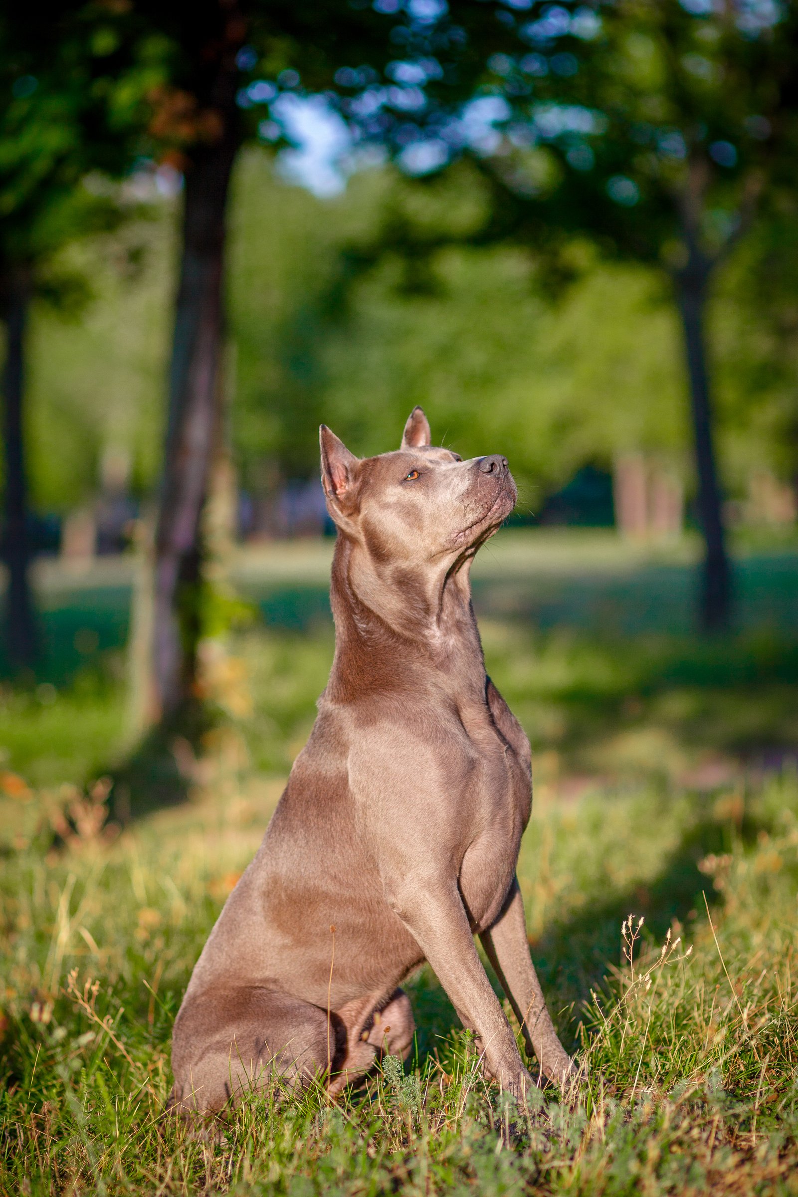 thai ridgeback