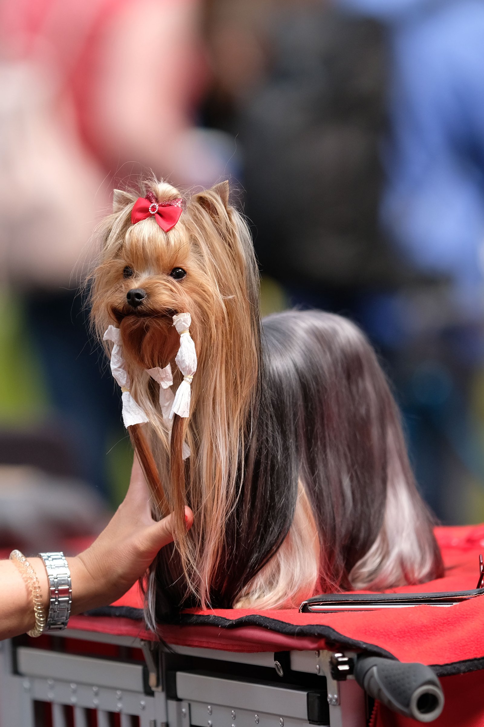 yorkshire terrier kiállítás masni