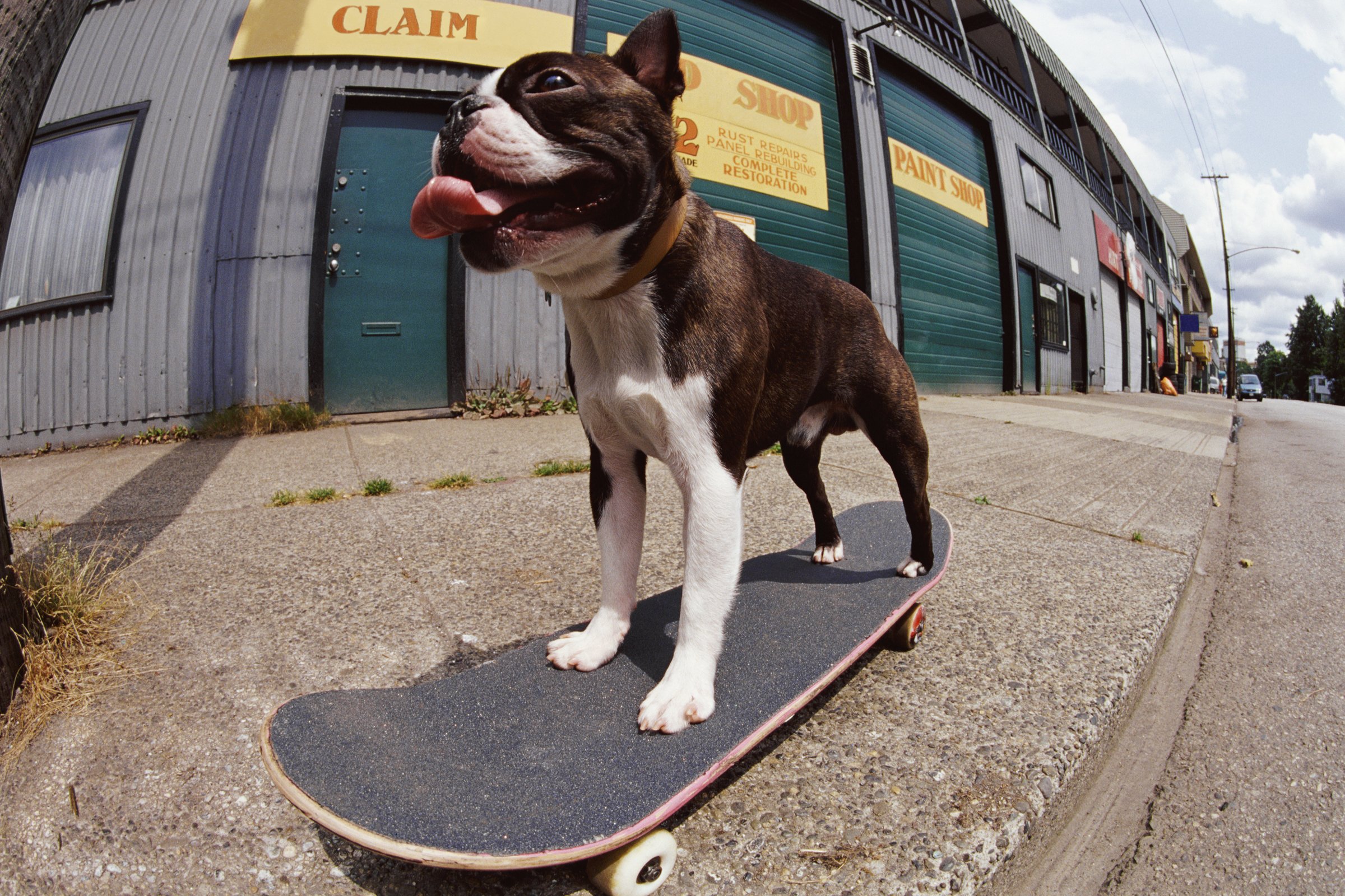 gördeszka boston terrier